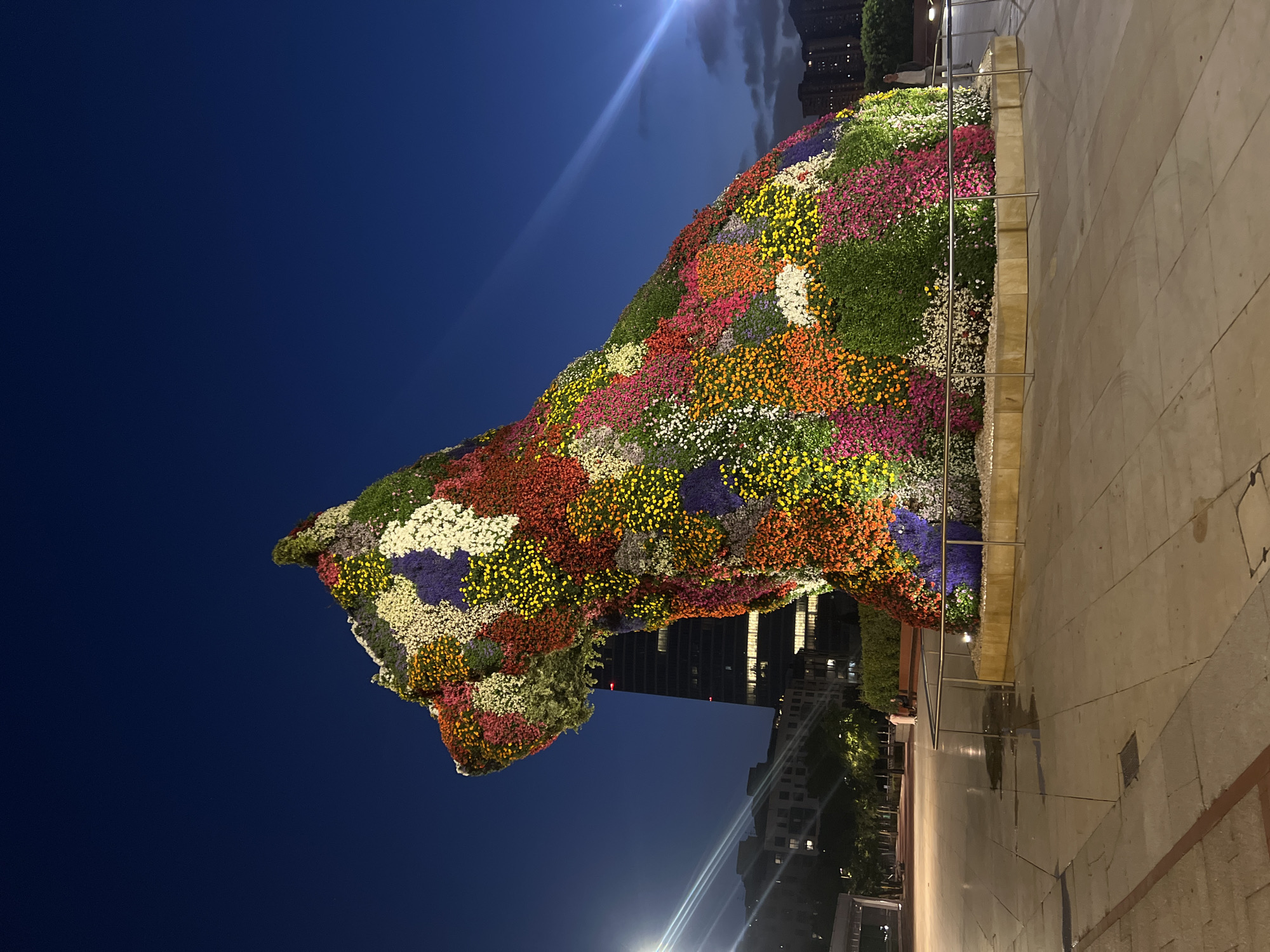 An exterior, low-angle, full shot captures a massive floral sculpture of a dog in a public plaza at dusk in Bilbao, Spain. The sculpture, densely packed with thousands of colorful flowers in various shades of red, orange, yellow, purple, pink, white, and green, forms the silhouette of a dog sitting with its head turned to the left. The sculpture is enclosed by a low, circular stone base and a metal railing.
Behind the sculpture, a modern, dark skyscraper with illuminated windows rises into the deep blue twilight sky. To the left of the skyscraper, lower-rise buildings with glowing windows are visible. Streetlights with bright beams cast light onto the paved plaza. The ground of the plaza is made of large, light-colored square paving stones, with some areas showing reflections of lights from puddles.
In the background, several trees with green foliage line the edge of the plaza. A few people are subtly present: two individuals are seated on a bench in the mid-ground to the left of the sculpture, and another person is visible standing to the right of the sculpture. The overall atmosphere is illuminated and serene, marking a transition from day to night in an urban setting.