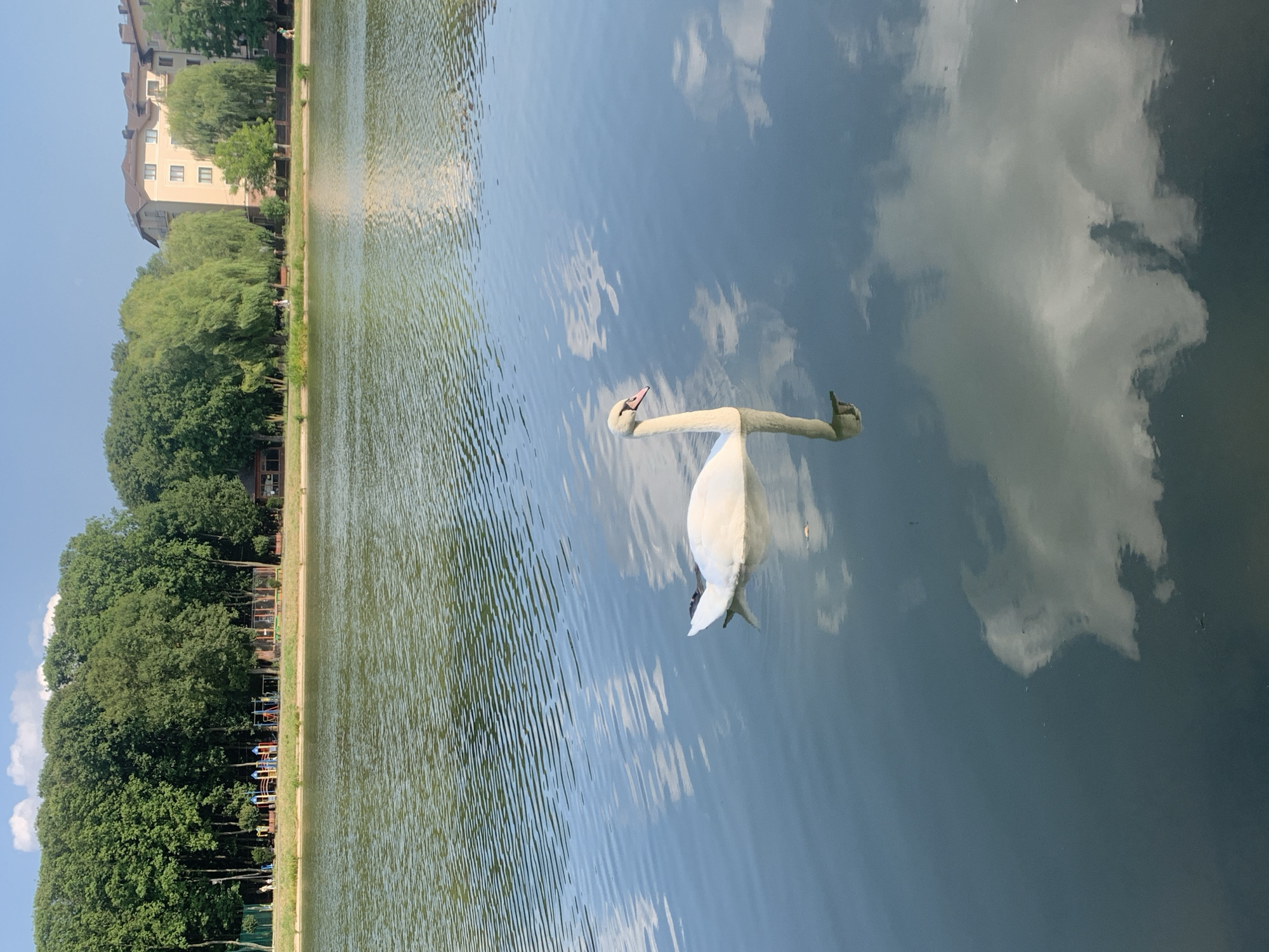 A white swan with a pink beak swims on a calm body of water. The swan is positioned in the lower-left quadrant of the image, facing right. Its reflection is visible in the water below. The water's surface is slightly rippled, and it reflects the sky, clouds, and surrounding greenery. In the background, across the water, there is a shoreline lined with lush green trees. Behind the trees, to the left, a playground with colorful equipment is visible. Further to the right, apartment buildings with beige and brown facades rise above the trees. The sky is a clear blue with a few scattered white clouds. The overall scene depicts a tranquil day by the water in Kolomyia, Ukraine.