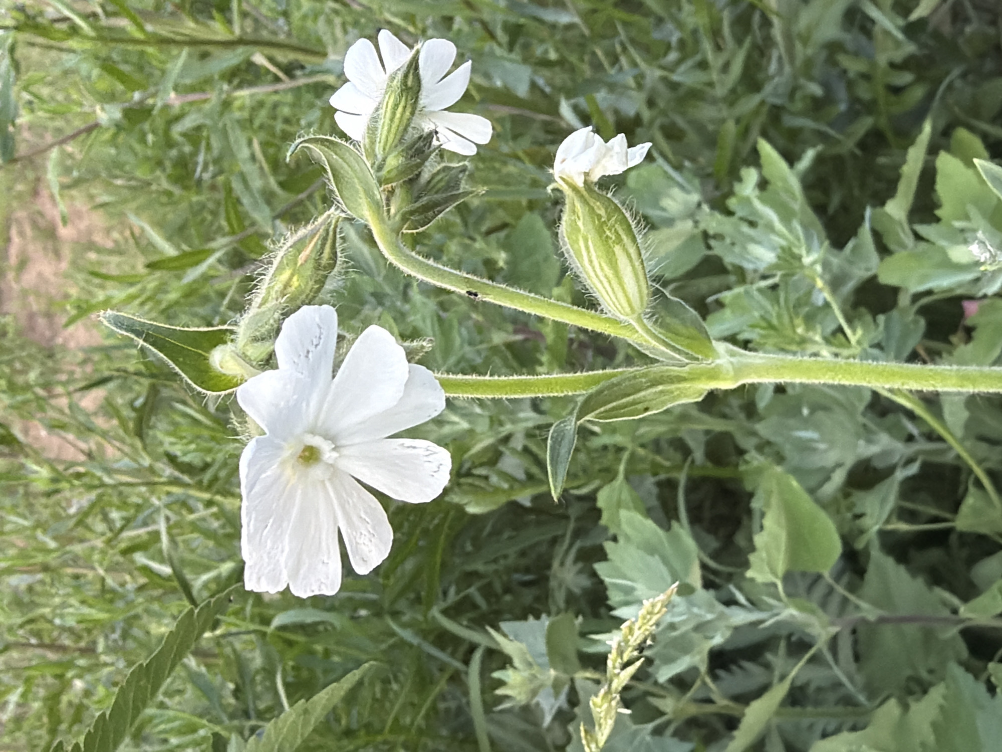 In a close-up, eye-level shot, a cluster of white flowers with serrated petals stands tall amidst lush green foliage. The main flower, located in the upper left, displays five delicate petals and a yellow center. To its right, a smaller, fully bloomed flower echoes its design, accompanied by a tightly closed bud. Below these, a developing bud with prominent green stripes hints at future blooms. A tiny black insect is visible on the stem of the smaller flower, adding a subtle detail to the natural scene. The background is a soft blur of green leaves and stems, suggesting an outdoor setting, possibly a garden or a natural landscape in an unspecified urban environment.