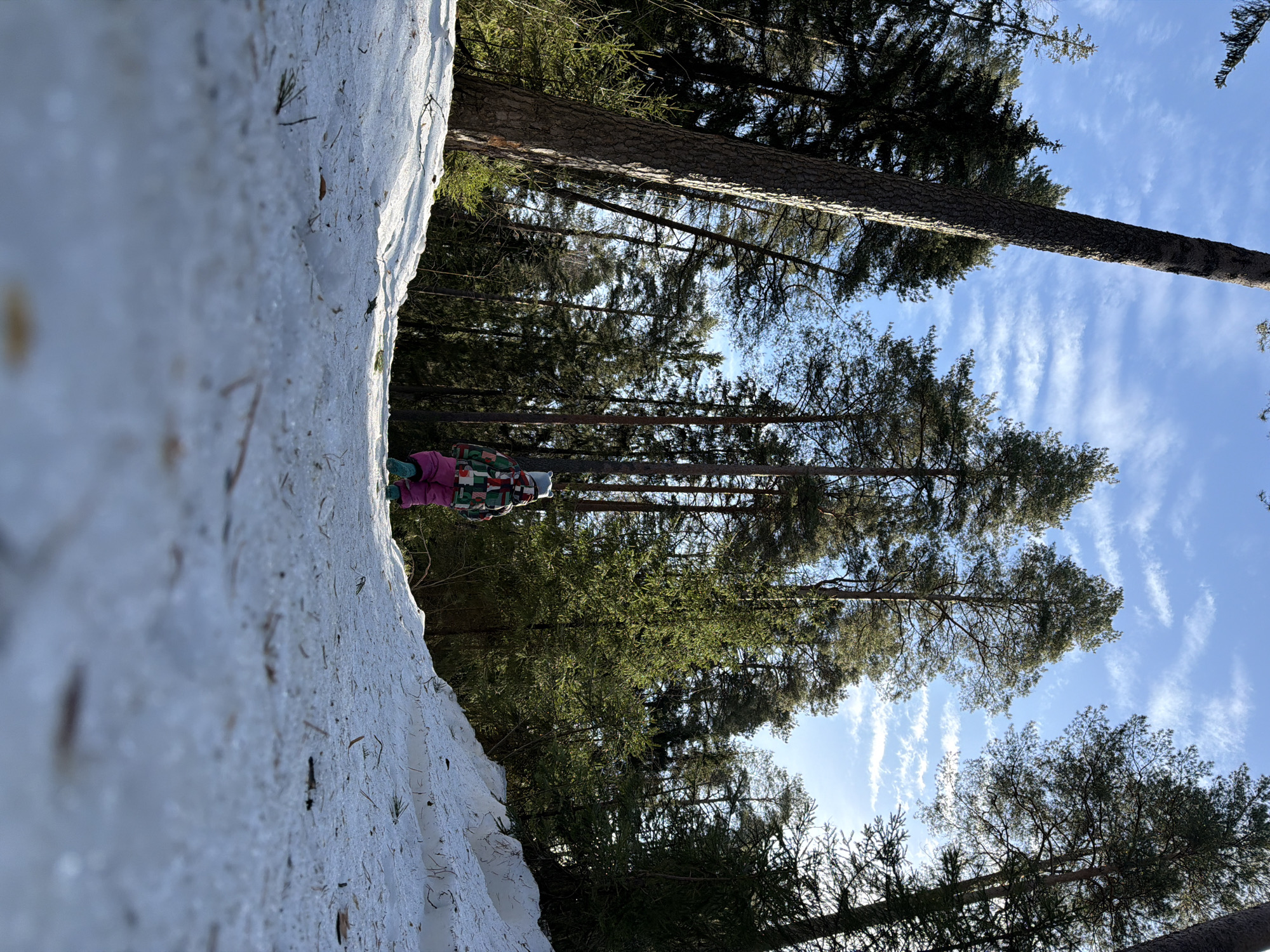 A child is depicted from a low-angle perspective, walking away from the camera on a snow-covered path within a dense coniferous forest in Chaikovsky, Russia. The child wears a multi-colored patterned winter jacket, pink pants, and light blue boots, with a light-colored hat covering their head and a visible scarf. The ground is covered in white snow, mixed with visible pine needles and twigs, suggesting a natural outdoor environment. Tall evergreen trees, primarily pine, densely populate both sides of the path and recede into the background, their dark green foliage contrasting with the bright blue sky above. The sky features scattered, thin white clouds, indicative of a clear winter or early spring day with ample sunlight.