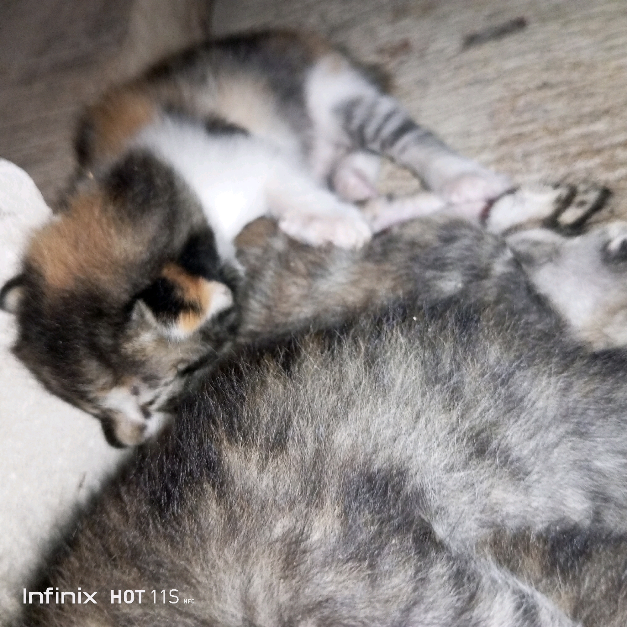In the city of Sukaslamet, Indonesia, a blurred image captures a group of kittens sleeping together. The kittens are in various positions, nestled against each other. Their fur displays a mix of colors, including grey, black, white, and patches of orange or brown. The background appears to be a rough, textured surface, possibly concrete or a similar material. The overall scene conveys a sense of peaceful slumber.