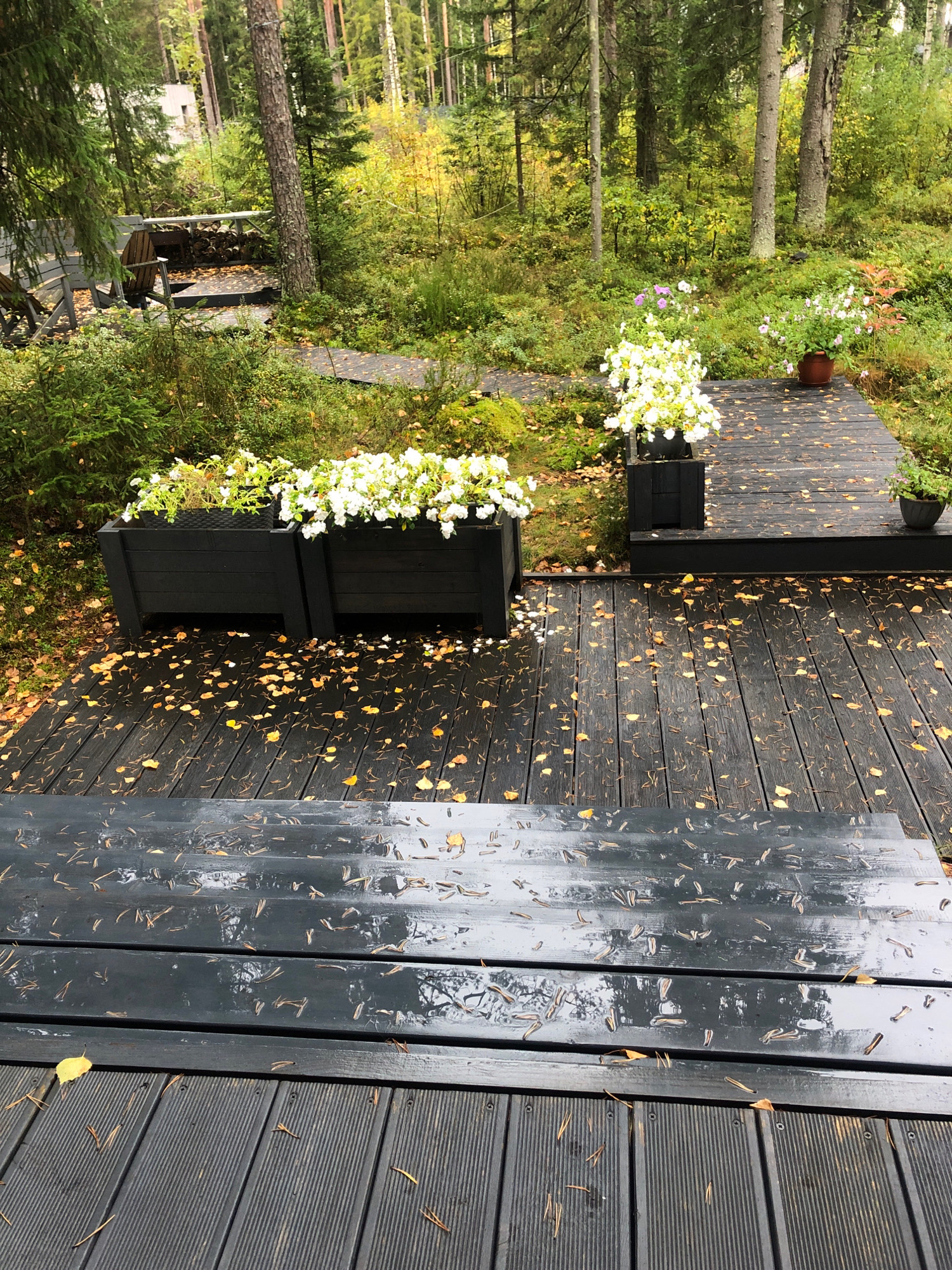 The image depicts an outdoor scene with a focus on a dark wooden deck in what appears to be a forest or wooded area. Several planter boxes filled with white flowers are positioned on the deck. Fallen leaves, primarily yellow and brown, are scattered across the deck's surface, suggesting an autumn setting. The deck has steps leading down to another section of decking. The surrounding environment is lush with green vegetation, including trees and smaller plants. In the background, the forest continues with tall trees and a hint of greenery and yellow foliage. The weather appears overcast, and the deck surfaces show signs of wetness, possibly from recent rain, with reflections visible on the wood. There are no people or animals visible in the image. The location in Arfa, Russia, is not discernible from the visual information provided.