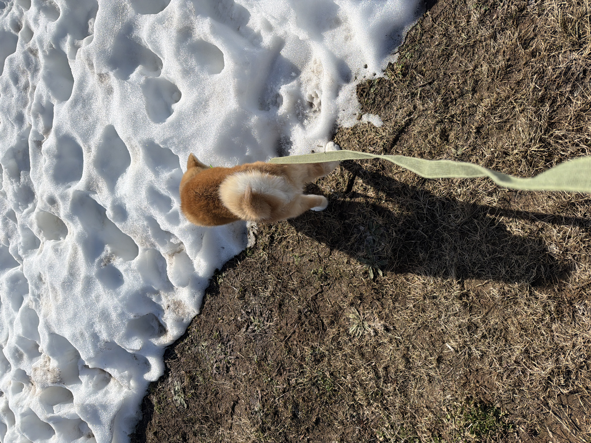 An overhead-perspective image depicts a reddish-brown and cream-colored dog, likely a Shiba Inu, standing on a patch of bare, muddy ground bordering a melting snowdrift under bright sunlight in Chaikovsky, Russia. The dog is viewed from behind, wearing a light green leash extending towards the bottom of the frame, held by an unseen individual whose elongated shadow, along with the dog's, stretches across the dirt. The ground consists of sparse, dry grass and patches of dark, moist earth with minimal green growth. The adjacent snowdrift is uneven, pockmarked with depressions, and shows signs of thawing with visible dirt mixed into the melting white snow. The dog's tail is curled over its back, and its hind paws appear white.