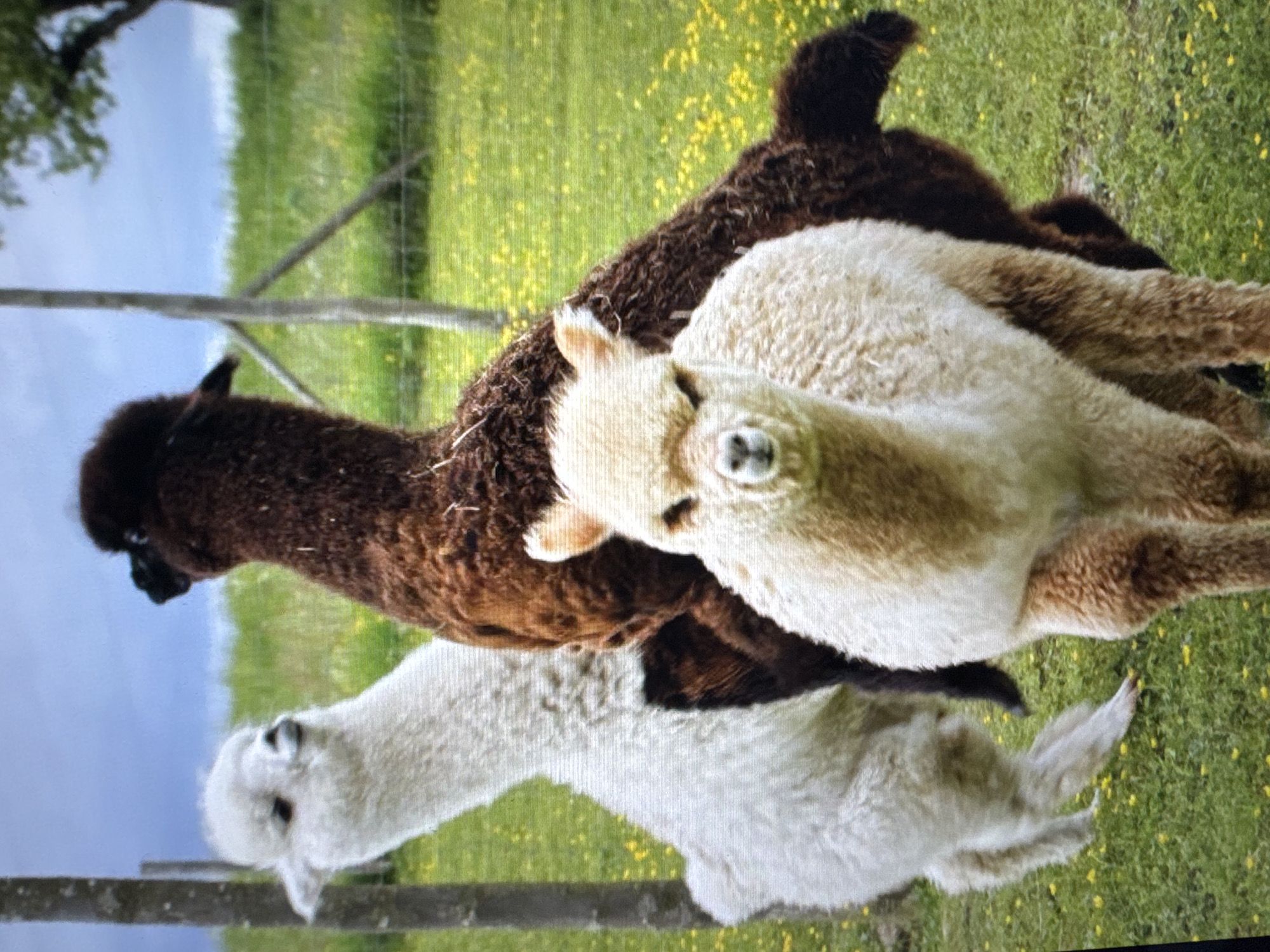 The image shows three alpacas in a grassy field with yellow flowers. One alpaca, which is white, is in the foreground and facing the camera. Behind it, a darker brown alpaca is positioned in the middle, with its body partially obscuring the white alpaca. Another alpaca, also brown, is visible behind the middle alpaca, with its head turned to the left. There are wooden posts and a fence in the background, and trees and a cloudy sky are visible beyond that. The image does not provide any information about the city of Tallinn, Estonia.