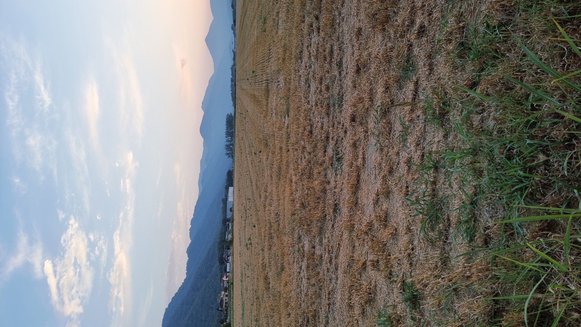A harvested wheat field lies in the foreground, with stubble and some new green shoots visible. In the mid-ground, a rural landscape unfolds with a line of trees, some buildings including what appears to be a white warehouse, and houses. Beyond the fields and buildings, a range of blue-hued mountains forms the backdrop. The sky above is a pale blue with scattered wisps of white and pink clouds, suggesting either dawn or dusk. There are no people or animals visible in the image. The scene appears to be in a rural area outside of Sant Joan les Fonts, Spain.