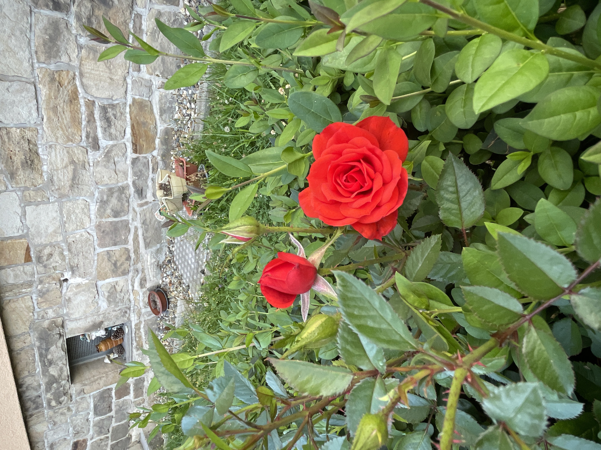 The image depicts a close-up view of a red rose bush in bloom, set against a rustic stone wall. Two red roses are visible, one fully bloomed and the other a tightly closed bud. The rose bush is lush and green, with thorny stems. In the background, a stone wall with a small, barred window can be seen. A few decorative items, possibly garden gnomes and pinecones, are placed inside the window opening. The ground in front of the wall is covered with small stones and patches of grass. The scene appears to be in a garden or yard. The location is identified as Neukirchen, Germany, based on external information.