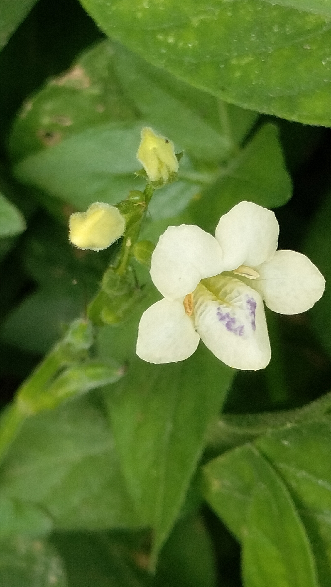 A single white flower with purple markings in its throat is in focus, with a blurred green background of leaves. Two small yellow buds are to the left of the flower, one slightly out of focus. The scene appears to be outdoors, possibly in a garden or natural setting, with the lighting suggesting it is daytime. There are no people or other identifiable objects in the frame.