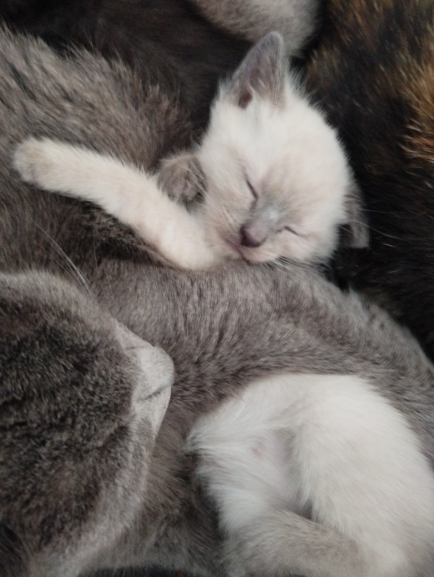 A sleeping white and grey kitten rests on a grey cat. A darker, striped cat is partially visible in the background.