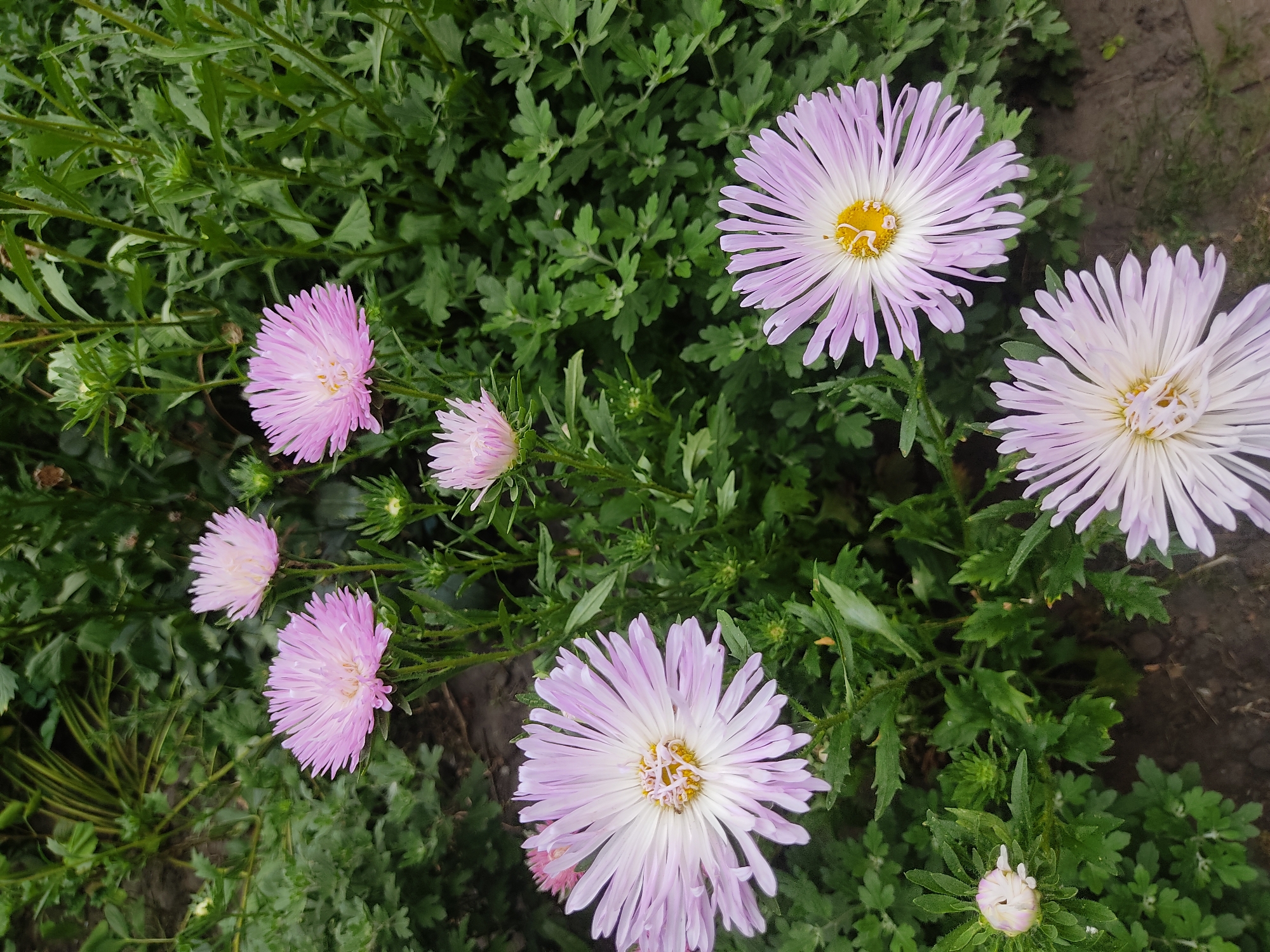 In Bilukhivka, Ukraine, a close-up, top-down view captures a cluster of delicate pink asters in a garden setting. The flowers, varying in size and bloom stage, are the primary subjects, their slender petals fanned outwards. One prominent aster in the lower left is partially obscured by the foreground, revealing a bud to its left. Another large bloom is centered in the lower half of the frame, showcasing its white and pale pink petals radiating from a yellow center. Above these, two smaller, fully bloomed asters are visible, with a third, smaller bloom further up. The background is a dense tapestry of green foliage, hinting at a natural outdoor environment. The ground beneath is dark and appears to be soil, suggesting the flowers are planted in the earth. The lighting is soft, possibly overcast, creating a gentle and naturalistic illumination.