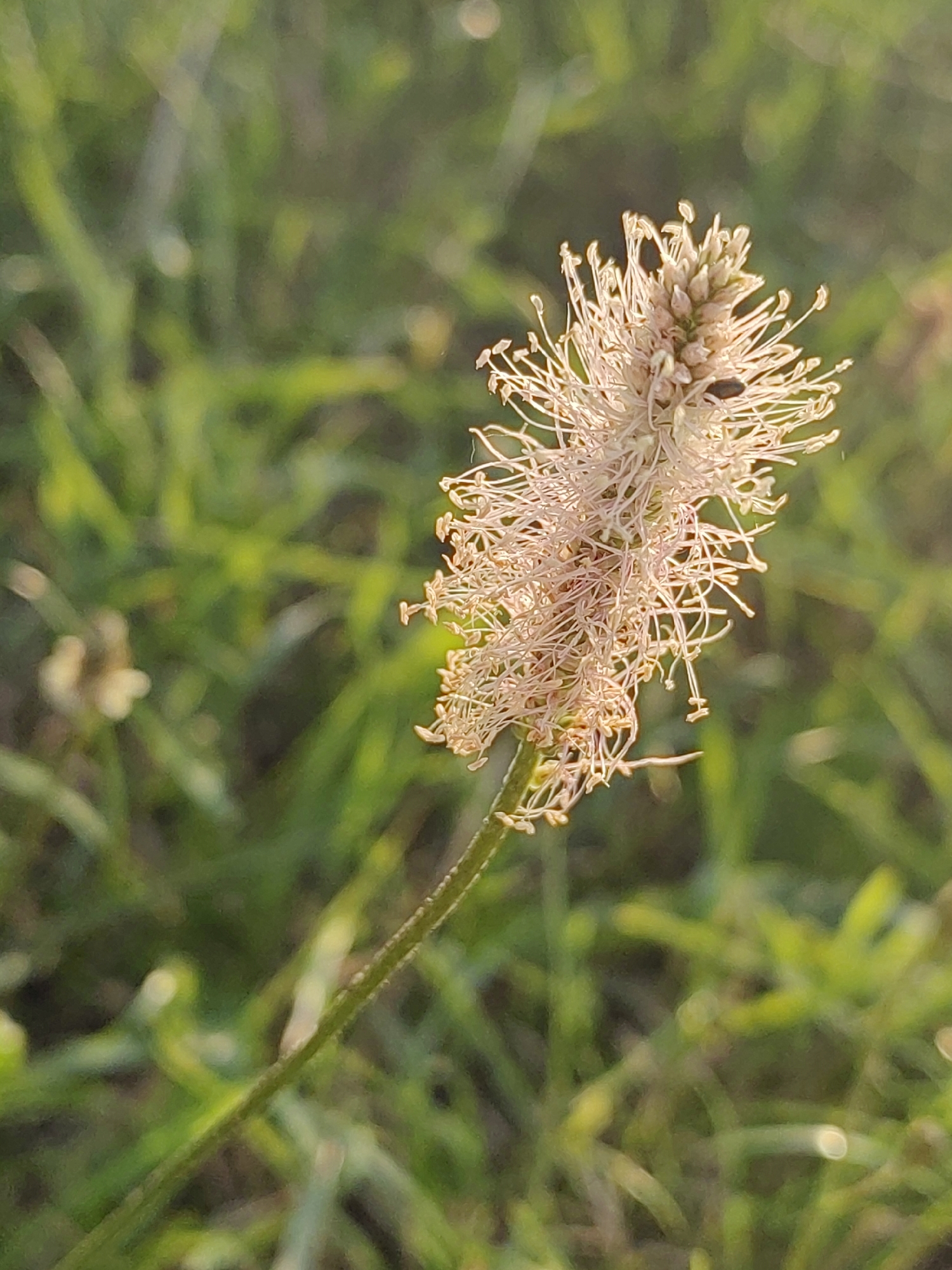 A close-up, slightly blurred image of a single, light-colored flower stalk with many thin stamens extends upwards from the lower left. The stalk is green and hairy. The flower head is fluffy and delicate, with numerous fine, thread-like structures extending outwards. A tiny dark insect is visible on the flower head. The background consists of out-of-focus green grass and foliage, suggesting an outdoor setting. There are no people or buildings visible. The image does not contain any information about the location in Hrodna, Belarus.