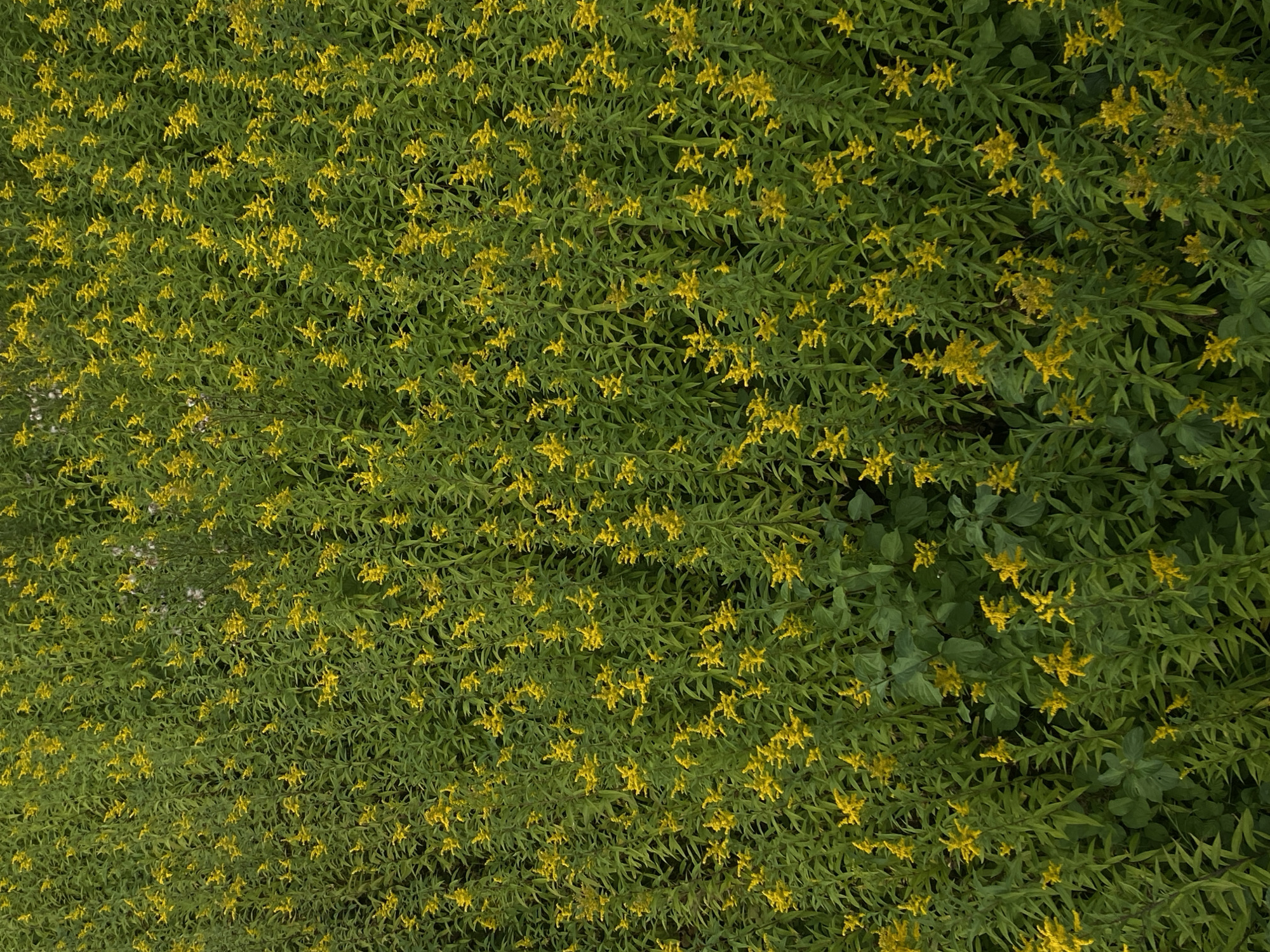 An overhead aerial view displays a dense field of goldenrod flowers, characterized by their vibrant yellow blooms and tall green stalks. The field is extensive, with the flowers covering the entire frame, suggesting a natural or uncultivated area. The lighting indicates an outdoor setting, likely under natural daylight. The image does not contain any people, man-made objects, or specific landmarks that would identify a particular location within Nowy Sącz, Poland. The scene is a close-up, high-angle shot of a natural landscape dominated by vegetation.