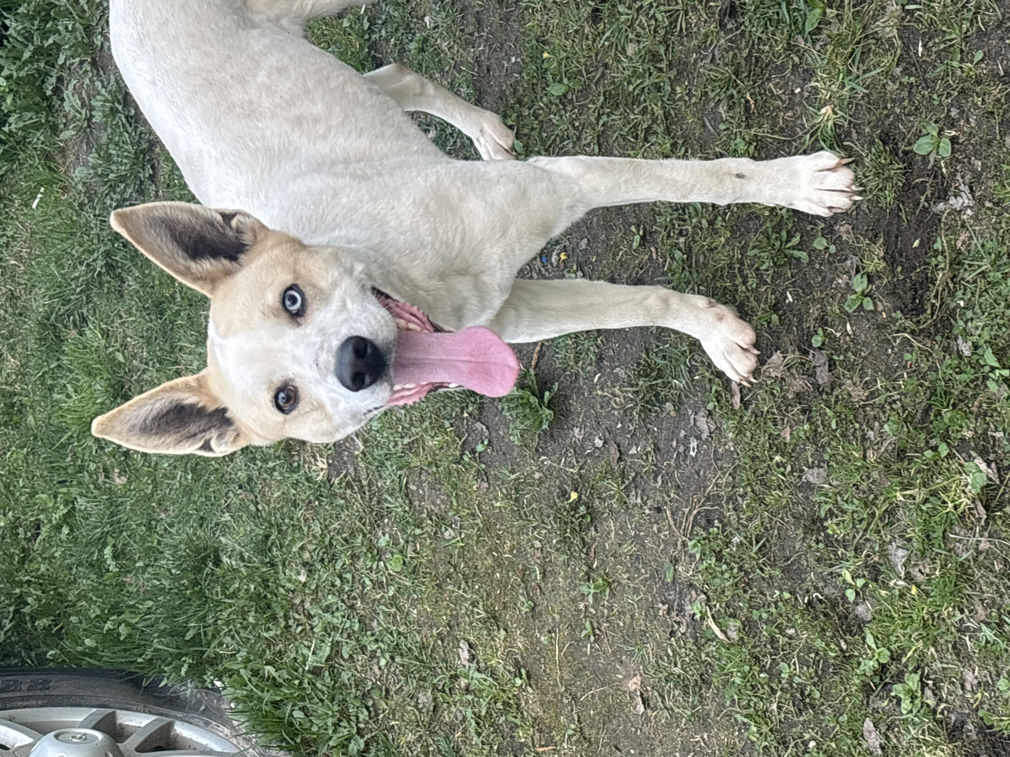 A dog is lying on its back on a patch of grass and dirt. The dog is primarily white with tan markings on its head and has blue eyes. Its mouth is open with its tongue lolling out. The dog appears to be panting. The ground is a mixture of green grass and exposed soil. A portion of a tire is visible in the lower-left corner of the frame. There is no indication in the photo to suggest the location in the city of Мещёры, Russia.