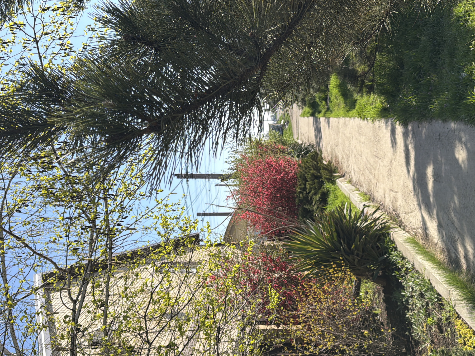 The image depicts an outdoor scene in Rossiyskiy, Russia. A concrete pathway stretches into the distance, bordered by a low concrete wall on the right side. Grass grows along the wall's edge. A variety of plants and shrubs line the path, including bushes with red and yellow flowers. A building is visible in the background, partially obscured by trees and bushes. Power lines stretch across the sky. A large pine tree branch hangs over the scene. Another bare tree with young green leaves is on the left side of the image.