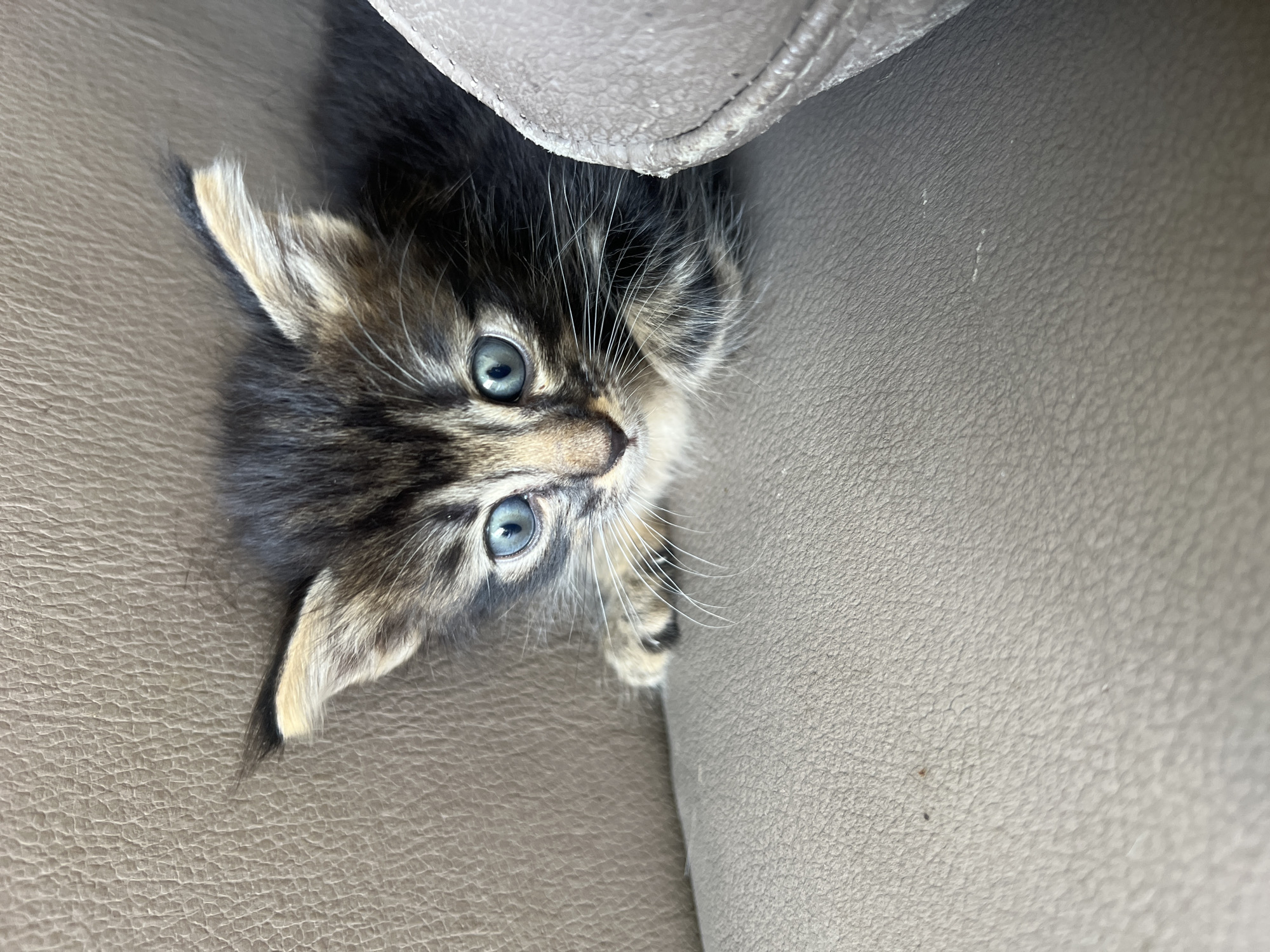 A close-up, high-angle shot shows a kitten with blue eyes peeking out from under a piece of furniture, possibly a couch. The kitten has a dark, mottled coat with lighter coloring around its ears. The surface the kitten is on and under is a light brown/beige leather or leather-like material. There is no information to indicate that the location is in North Kuta, Indonesia.