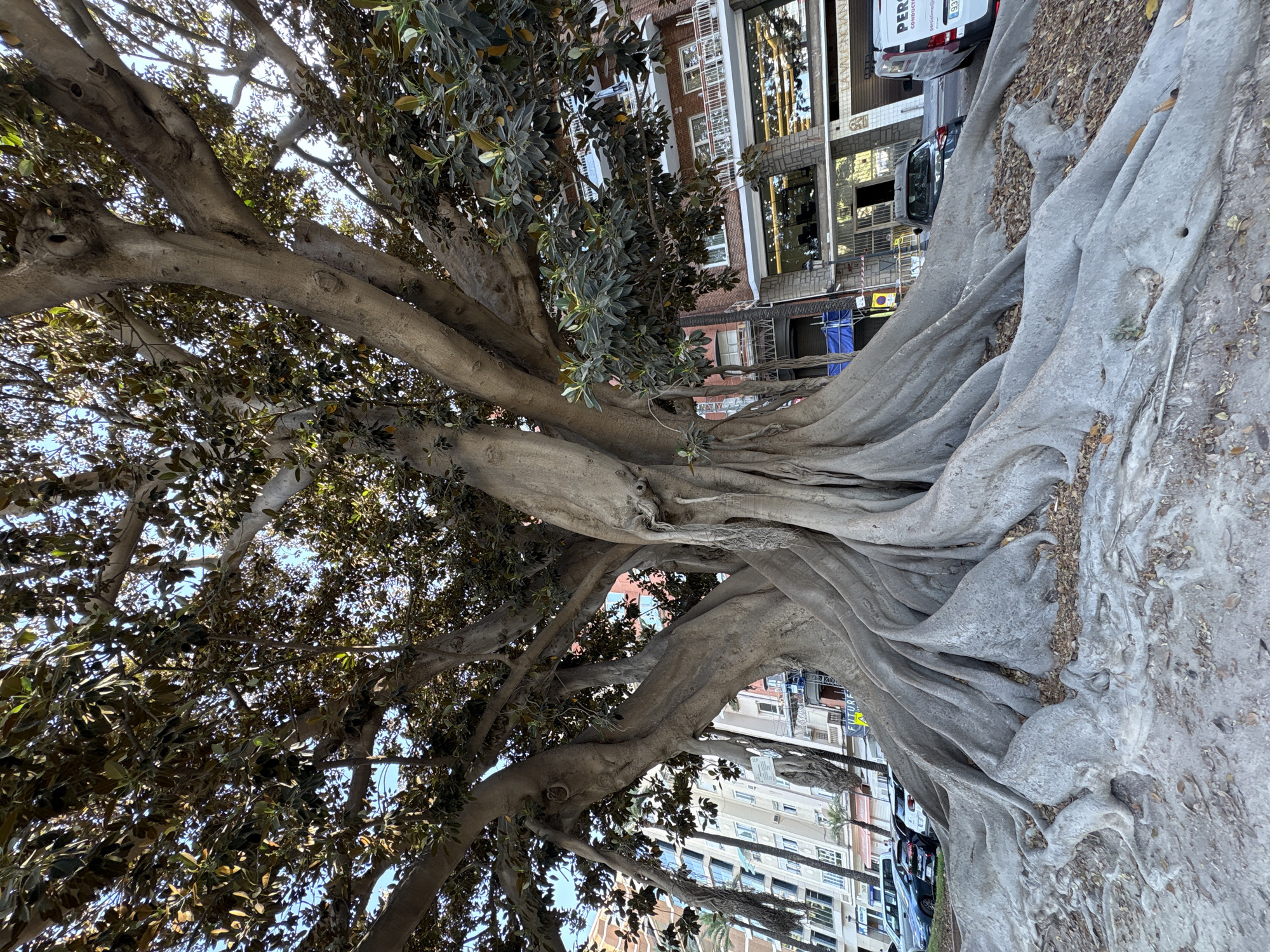 A low-angle, wide shot captures the massive, gnarled roots and trunk of a mature Ficus tree, its canopy extending upwards and obscuring the sky. The tree's exposed root system dominates the foreground, fanning out across the ground and creating an intricate network of grey, textured wood. Behind the tree, a dense urban environment is visible, featuring multi-story buildings with architectural details such as balconies, windows, and awnings. The buildings are a mix of cream, brick, and glass facades. Parked cars, including a white van with text on its side and a dark sedan, are visible on a street adjacent to the tree. Palm trees are interspersed between the urban structures. The scene is set in a city plaza, suggesting a public urban space within Valencia, Spain. The overall lighting indicates daylight, with sunlight filtering through the tree's leaves and casting shadows. There are no people actively engaged in the scene.