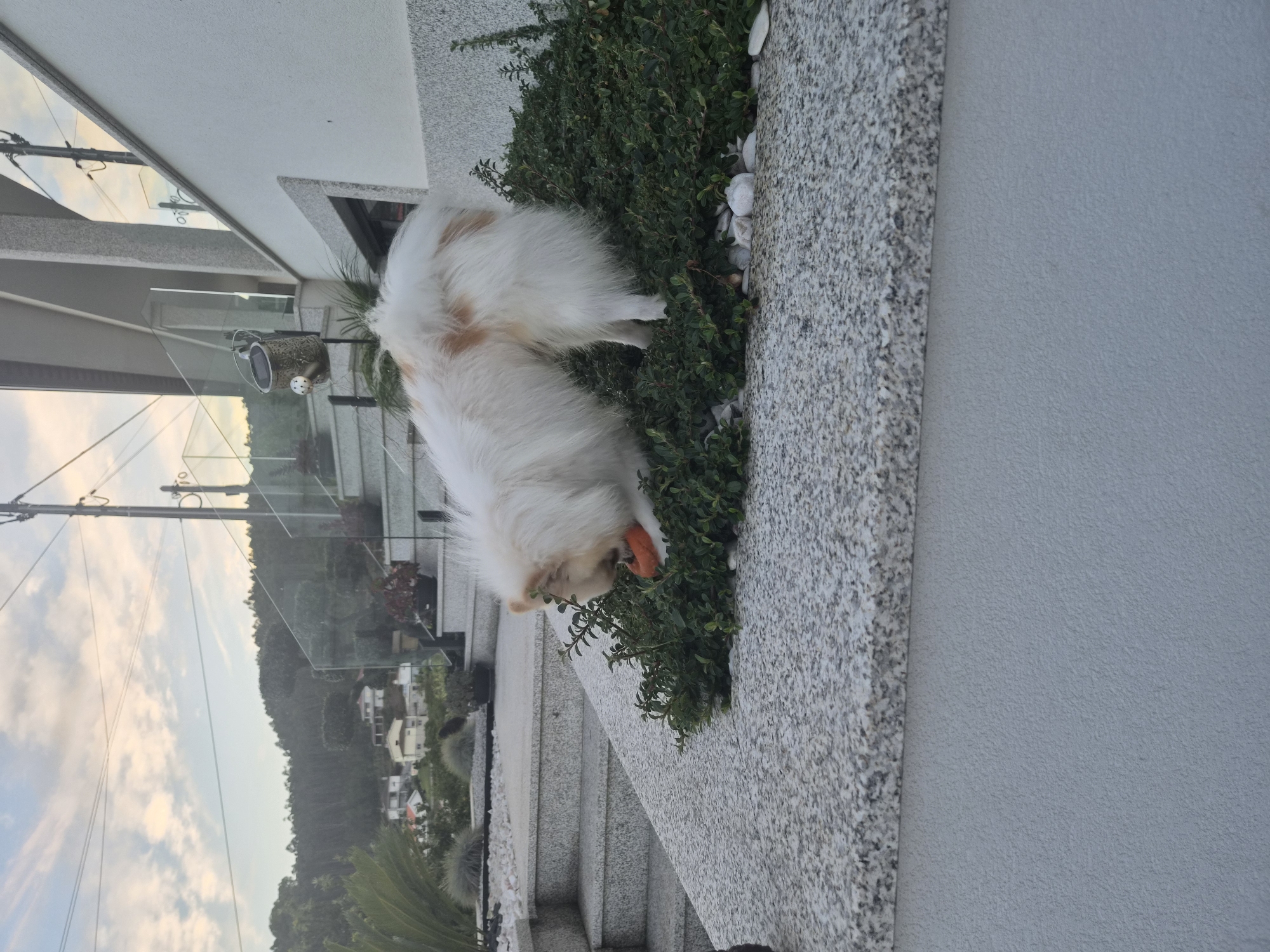 The image depicts a fluffy white and tan dog with its head lowered, appearing to be interacting with a small, bright orange object, possibly a toy, nestled within a cluster of green, low-lying bushes. The dog is positioned on a speckled, gray granite ledge that overlooks a sloped terrain. In the background, a modern white building with a glass-railed balcony is visible, and beyond that, a hillside covered with trees and dotted with houses suggests a semi-rural or suburban setting. The sky above shows a mix of pale blue and soft, elongated clouds, indicating it is either early morning or late afternoon. The scene is likely a residential area in Barcelos, Portugal, given the architectural style and the natural landscape. The overall impression is one of a peaceful, domestic moment.