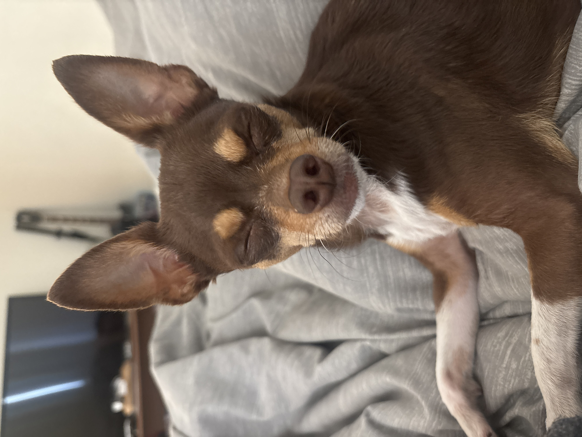 The media file features a close-up, angled view of a small dog soundly asleep or resting on a rumpled gray fabric, likely a blanket or bed sheet. The dog, positioned horizontally across the frame, is predominantly chocolate brown with distinctive tan and white markings.
Its fur is a rich brown, covering most of its body, while its face displays tan patches above its closed eyes and on its cheeks. A white marking extends from its chest up its neck and onto its chin. The dog's nose is dark and moist, and delicate white whiskers sprout from its snout. Its ears are prominent and triangular, also covered in brown fur, showing hints of lighter skin underneath. White fur is visible on its paws or lower legs, blending with the gray fabric.
The dog's eyes are peacefully closed, indicating a state of deep relaxation. The overall mood conveyed is one of tranquility and comfort. The background is softly blurred, suggesting an indoor setting with hints of dark furniture or a television screen, but no specific details are discernible. There is no visible text in the image. Given the provided context, the scene is located in Puebla, Mexico, though this is not visually evident from the media itself.
