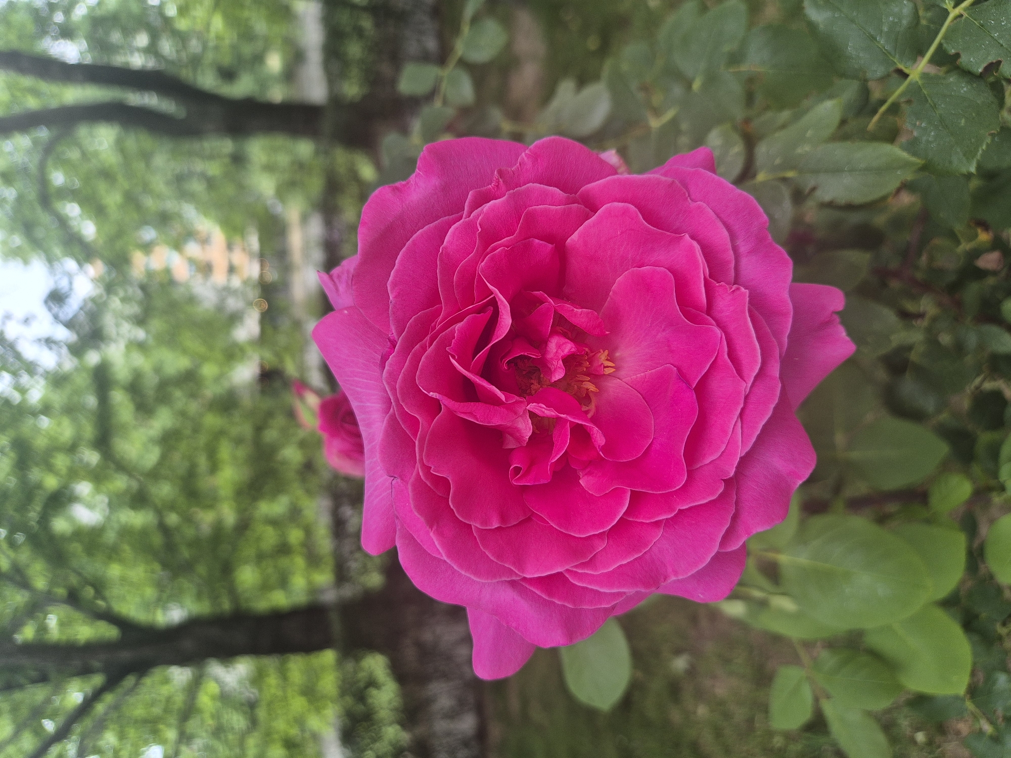A vibrant, magenta-colored rose is centered in the image, surrounded by green leaves and a blurred background of trees. The rose is in full bloom, displaying numerous layers of petals tightly packed together. The leaves surrounding the rose are varied in size and shape, suggesting a natural, unmanicured setting. The background includes out-of-focus trees, hinting at a garden or park environment. While the specific location within Blagoevgrad, Bulgaria cannot be determined solely from the image, the presence of the rose and surrounding greenery indicates an outdoor space in that area.