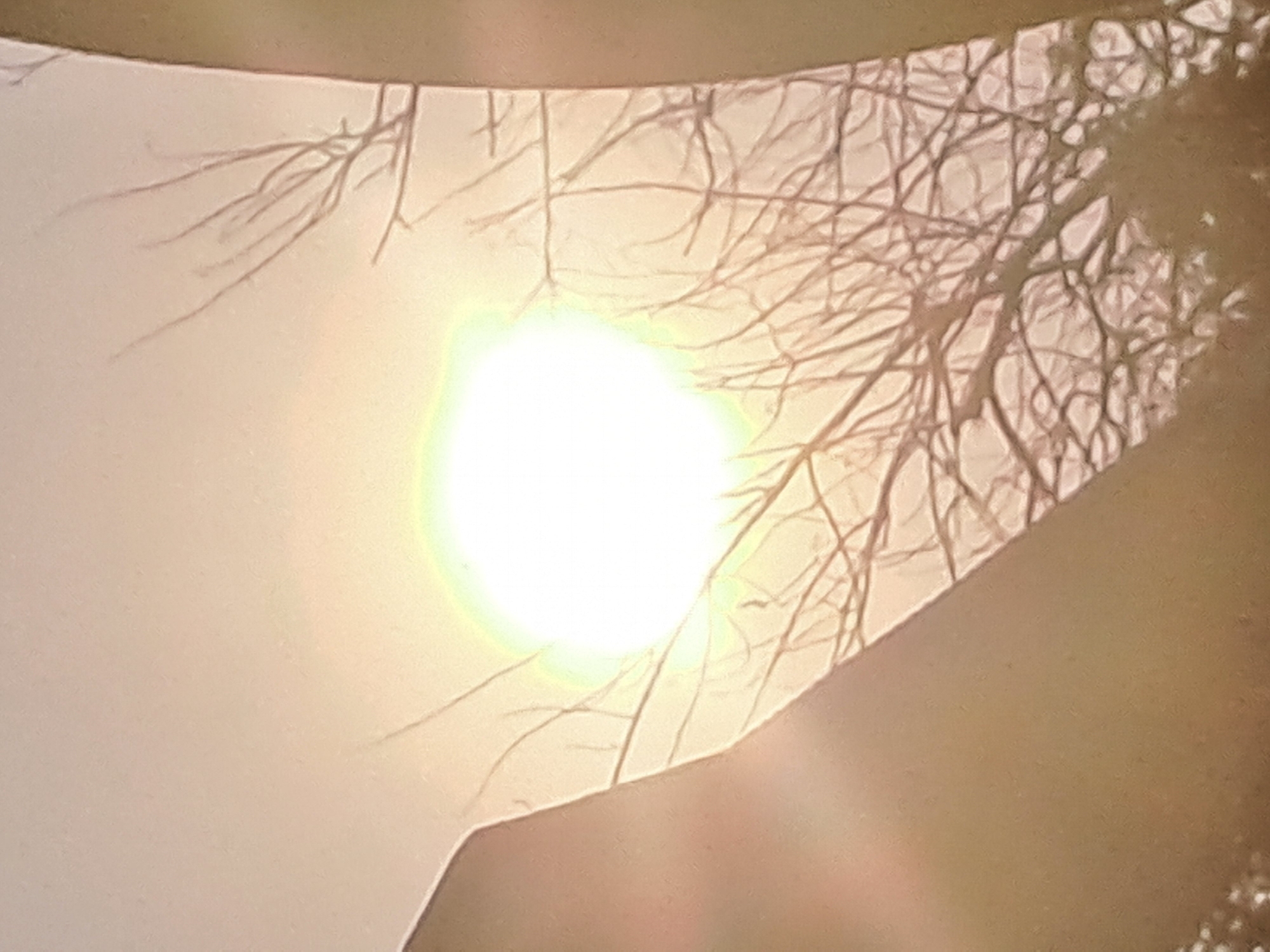 A sun flare obscures the central portion of the image, creating a bright, white, and yellow diffused glow. Thin, bare branches of a tree are silhouetted against the sky, some appearing in the foreground and others in the background. The background itself is a pale, hazy sky. On the left side of the frame, a dark, angular object, possibly a building or a large structure, cuts into the scene. On the right side, a vertical element, also dark and somewhat out of focus, frames the image. The overall impression is of a slightly underexposed, atmospheric photograph taken outdoors, likely during daylight. The specific location in Sumberejo, Indonesia, cannot be determined from the visual information alone.