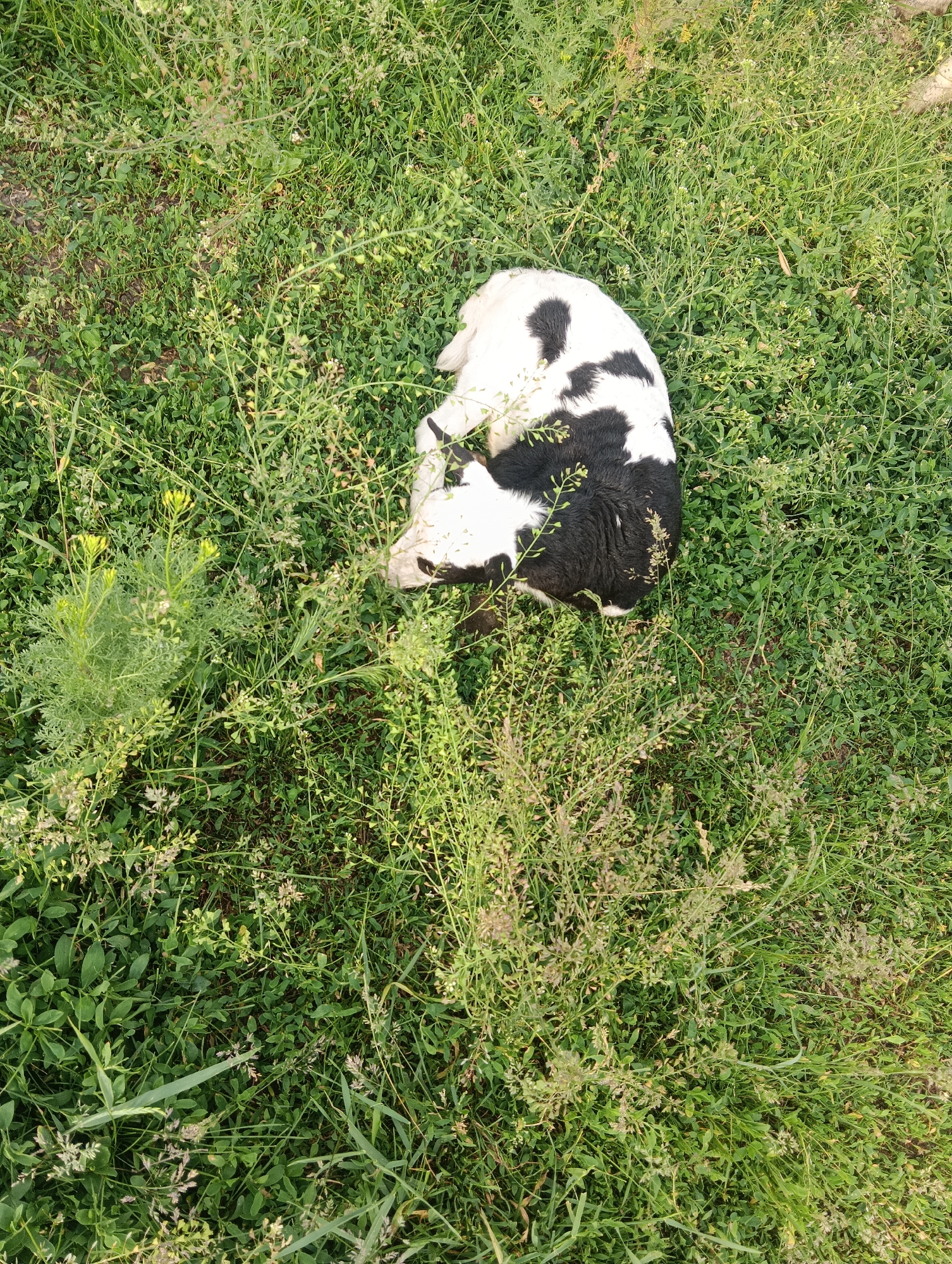 A black and white calf is observed lying on its side, curled up, within a verdant patch of mixed vegetation. The calf's fur exhibits distinct black and white irregular patterns. Its head is tucked towards its body, and its limbs are gathered. The surrounding environment consists of dense green grass intermingled with various wild plants and weeds, some displaying small white and yellow flower-like structures or seed pods. The ground beneath the vegetation is not visible. The scene is illuminated by natural daylight. The location is in the city of Unknown, Unknown.