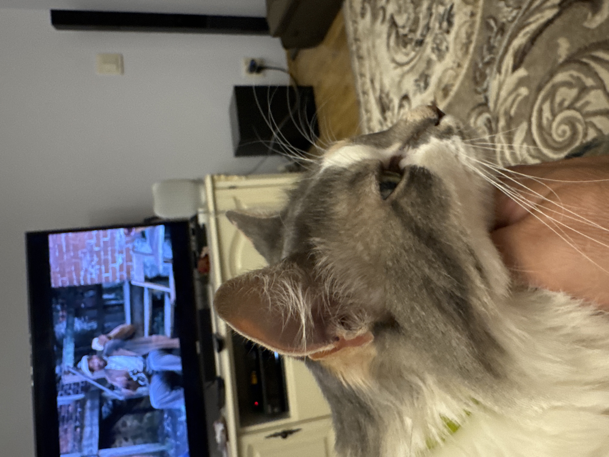 A cat, with gray and white fur, is held by a person's hand in the foreground, looking to the right. The cat's right ear is visible and prominent. In the background, a television screen displays a scene of a man wearing a cap and jacket, seated and holding something. The television is placed on a cabinet with electronics below it, including a red indicator light. A rug with an ornate pattern covers the floor. The room appears to be a living space with a wall on the right side, a black speaker, and a power outlet. The overall environment suggests an indoor setting. There is no discernible information about the city of Yeysk, Russia, in this image.