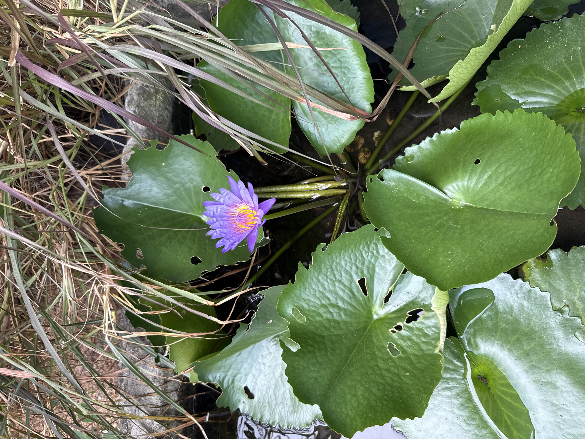 A close-up, top-down view captures a vibrant purple lotus flower with yellow stamens blooming in dark water. The flower is surrounded by large, green lily pads, some of which have holes and jagged edges, indicating they are partially eaten. Tall, thin, reddish-brown grass stalks arch over the lily pads from the upper left to the right side of the frame. The water is dark and reflects light, suggesting it is a pond or water feature. The scene is set in a natural outdoor environment, likely in Ko Samui District, Thailand.