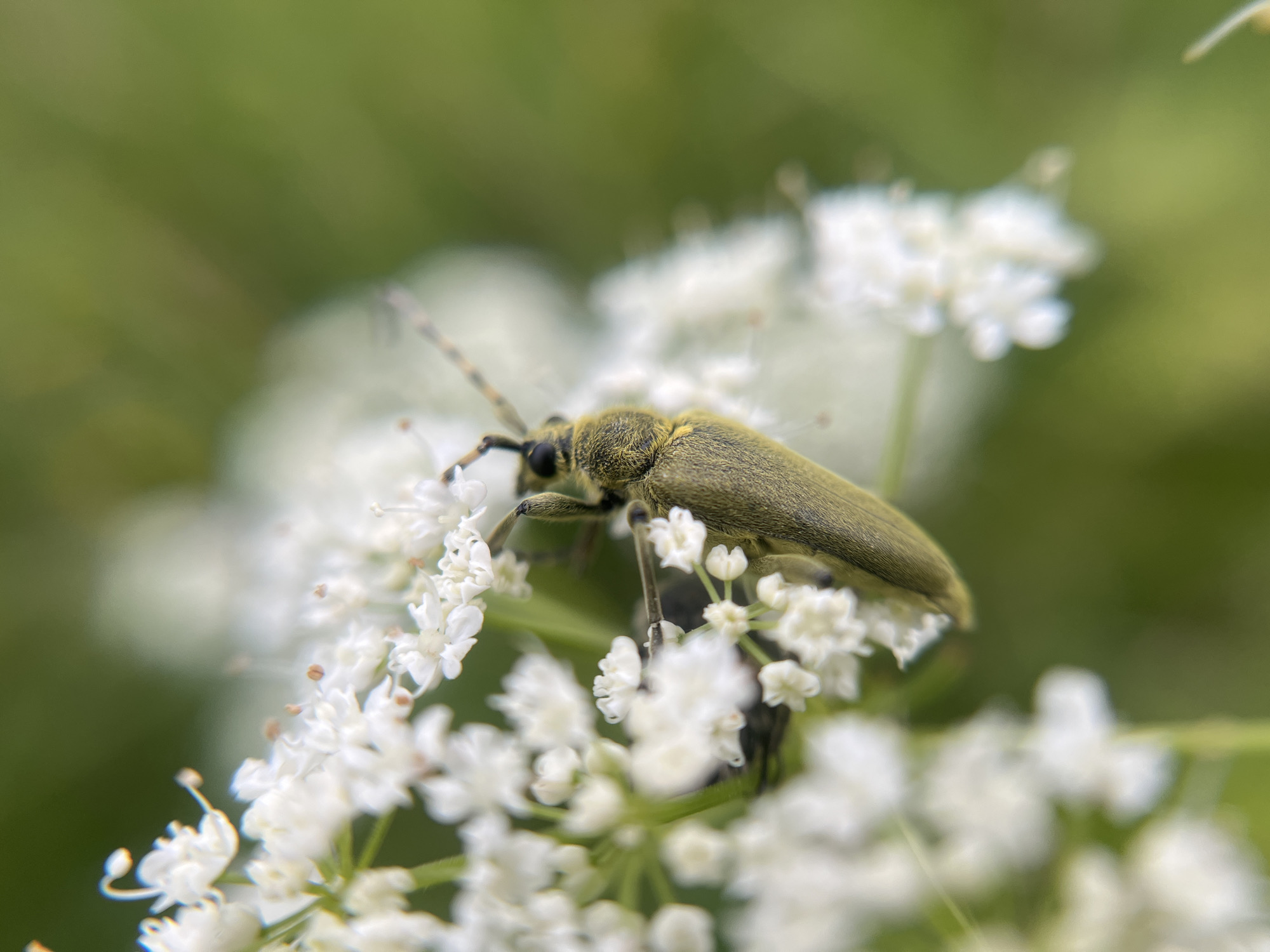 A close-up, macro photograph captures a longhorn beetle perched on a cluster of small white flowers. The beetle, a light green or olive color with a slightly fuzzy texture, is positioned horizontally on the delicate petals. Its antennae are visible, extending forward, and its eyes are dark. The beetle's body is elongated and appears to be resting on the flower's stamen.
The white flowers are tiny and tightly clustered, forming a delicate umbel. Some of the flowers are in full bloom, while others appear to be buds or have already partially faded. The stamens of the flowers are slender and topped with small, brown anthers.
The background is a soft, blurred expanse of green, suggesting foliage or grass. The lighting appears natural, likely daylight, as indicated by the clarity and soft shadows. There are no people or other animals visible in the frame. The focus is solely on the beetle and its immediate floral surroundings, emphasizing the intricate details of both.
The scene evokes a sense of quiet observation of nature, highlighting the small-scale beauty of the natural world. The shallow depth of field used in the photograph blurs the background, making the beetle and flowers stand out prominently. There is no visible text in the image. The location context of Zhigalki, Russia, suggests a potentially rural or natural environment where such a scene would be commonly found.