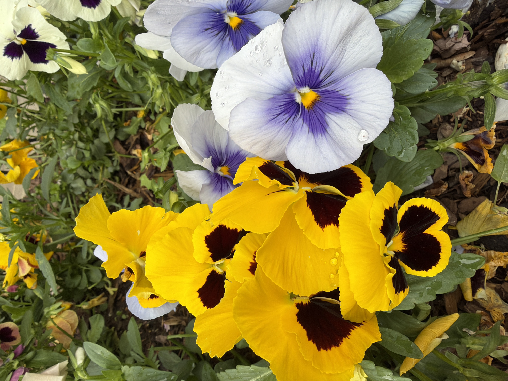 The image captures a close-up view of pansies, likely planted in a garden or flower bed. The flowers include both yellow and white with purple varieties, displaying water droplets on their petals. The surrounding environment consists of green foliage and some dead leaves, suggesting an outdoor setting, potentially in a garden or public park. Although the image doesn't explicitly show the location, based on the prompt, this could be a garden or park in Sofia, Bulgaria. There are no people visible in the frame. The subject focuses primarily on the pansies themselves and their immediate surroundings.