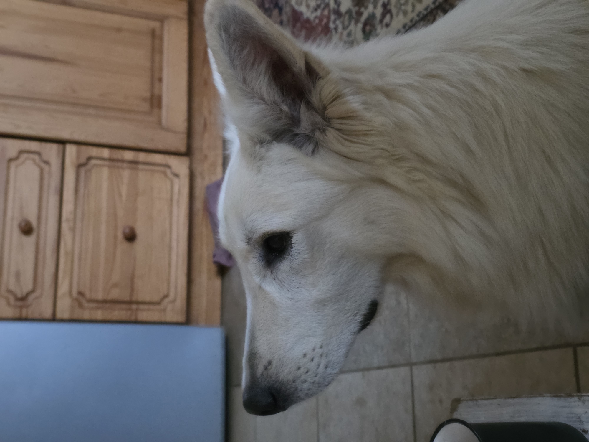 A side profile of a white German Shepherd is captured, with its head tilted upwards and to the left, as if looking at something beyond the frame. The dog's fur is thick and fluffy, with subtle shading that hints at its texture. Its dark eye is visible, peering intently, and its black nose is prominent. The background consists of wooden cabinetry with visible drawers and handles, suggesting an indoor setting, possibly a kitchen or living area. A light blue appliance is partially visible on the left side of the image. The floor appears to be tiled. The overall lighting is soft, casting a warm glow on the dog's fur. The image does not contain any elements that would allow for the determination of its location within the city of Речицы, Russia, or any other specific geographic area.