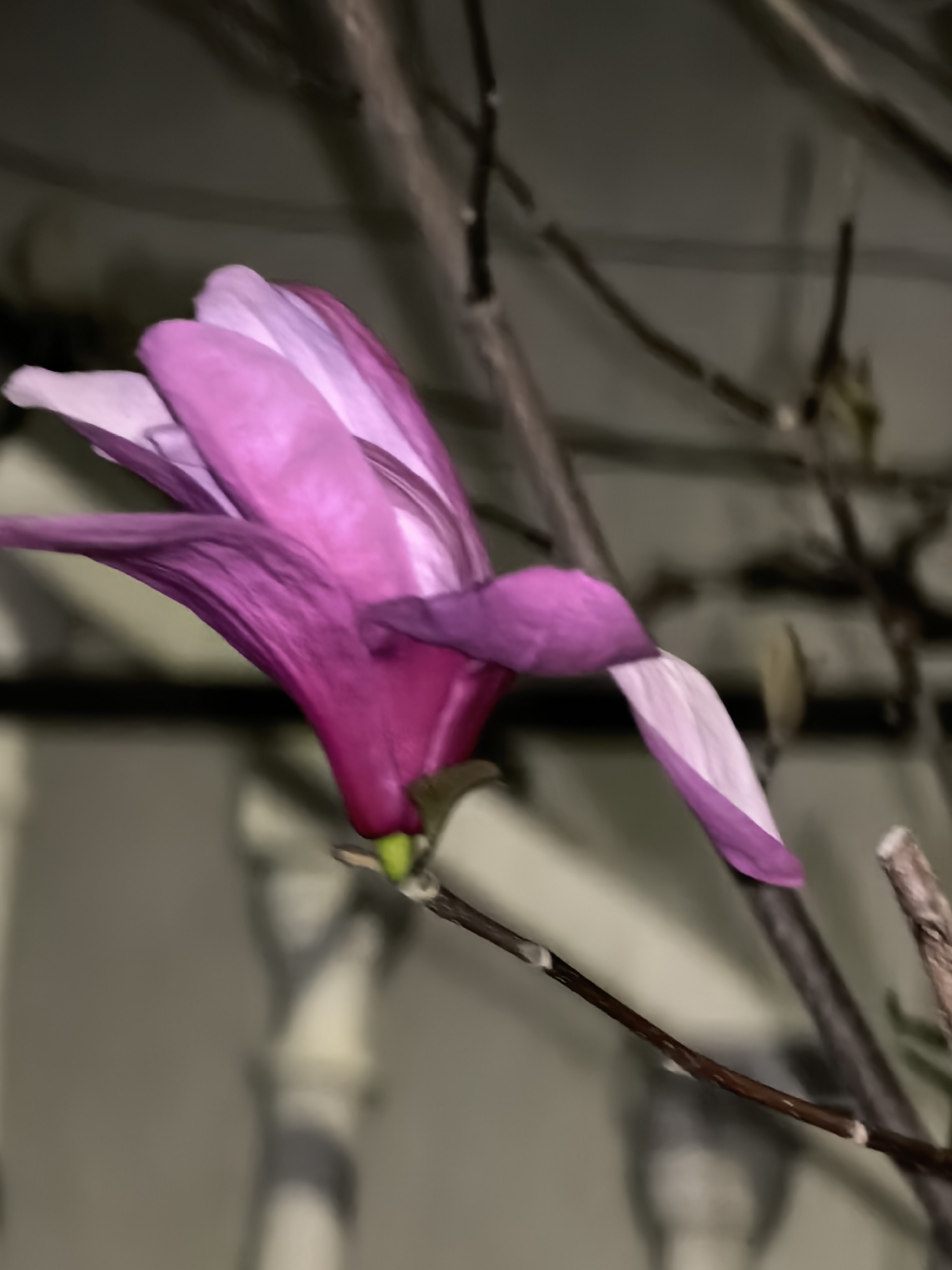 A close-up shot shows a pink magnolia blossom in partial bloom against a blurred background of architectural columns and bare branches. The flower's petals display a gradient of pink hues, from deep magenta at the base to softer, lighter shades towards the tips. The green calyx is visible at the flower's base. The branches appear dark brown and are out of focus. The location and city are unknown.