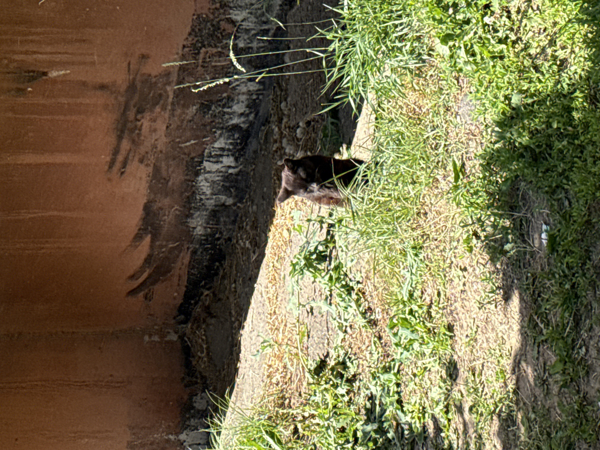 A black cat is peeking out from behind a patch of tall green grass. The cat is facing to the left of the frame, with its head and upper body visible. It appears to be looking down and slightly to the side. The background consists of a rough, textured wall on the left and more grass and dirt on the right. The lighting suggests it is daytime, with strong sunlight casting shadows. The scene is outdoors, likely in a natural or overgrown urban setting. There is no visible text.