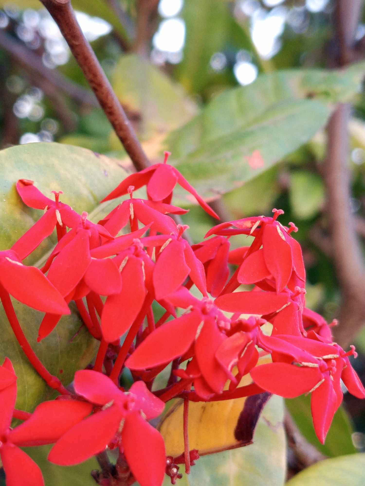 The image shows a cluster of vibrant red Ixora flowers in close-up. The flowers are clustered together, with each individual flower having four petals. The background is composed of green leaves and brown branches, creating a shallow depth of field. The location is Unknown, Unknown.