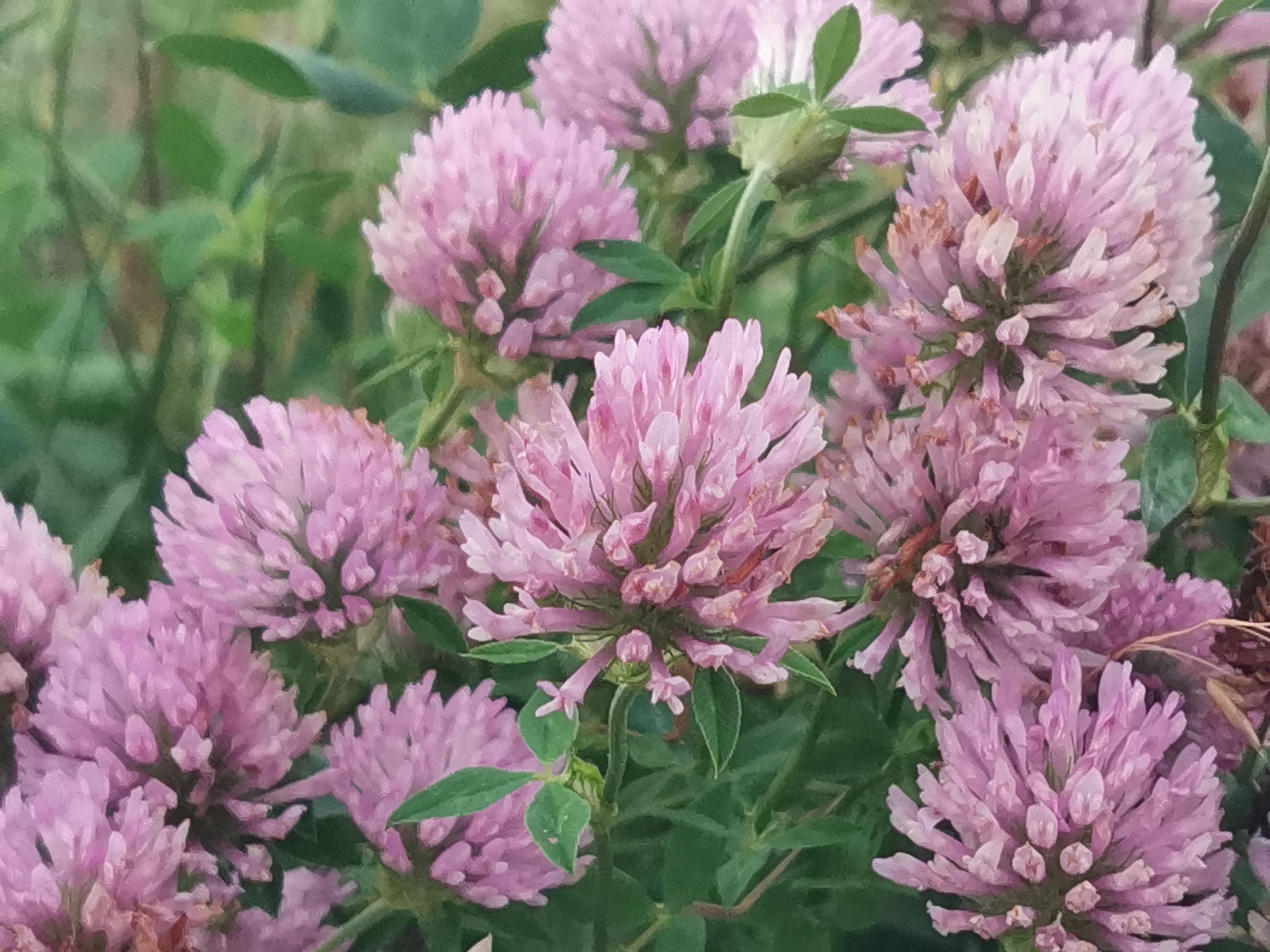 A close-up, eye-level shot captures a cluster of vibrant pink clover flowers against a blurred background of lush green foliage. The flowers, detailed and in focus, exhibit their characteristic spherical shape and delicate petal structure. The scene is devoid of human presence or any signs of urban infrastructure, suggesting a natural setting rather than a specific location within Kubina, Russia. The overall impression is one of natural beauty and tranquility.