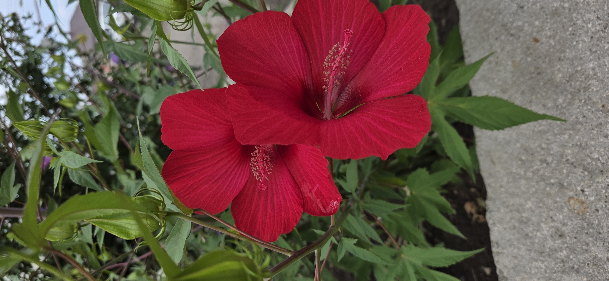 The image depicts two vibrant red hibiscus flowers in full bloom, with their delicate petals unfurled. The stamens, tipped with pollen, are visible in the center of each flower. Green hibiscus buds are also present, suggesting the plant is in its flowering season. Lush green foliage surrounds the flowers, creating a natural and verdant backdrop. The foreground features a textured gray concrete surface, likely a pathway or border, hinting at a garden setting. The image appears to be taken outdoors, in what could be a residential garden or park. There is no indication of people or any specific landmarks that would allow for precise identification of the location within Mineralnye Vody, Russia.