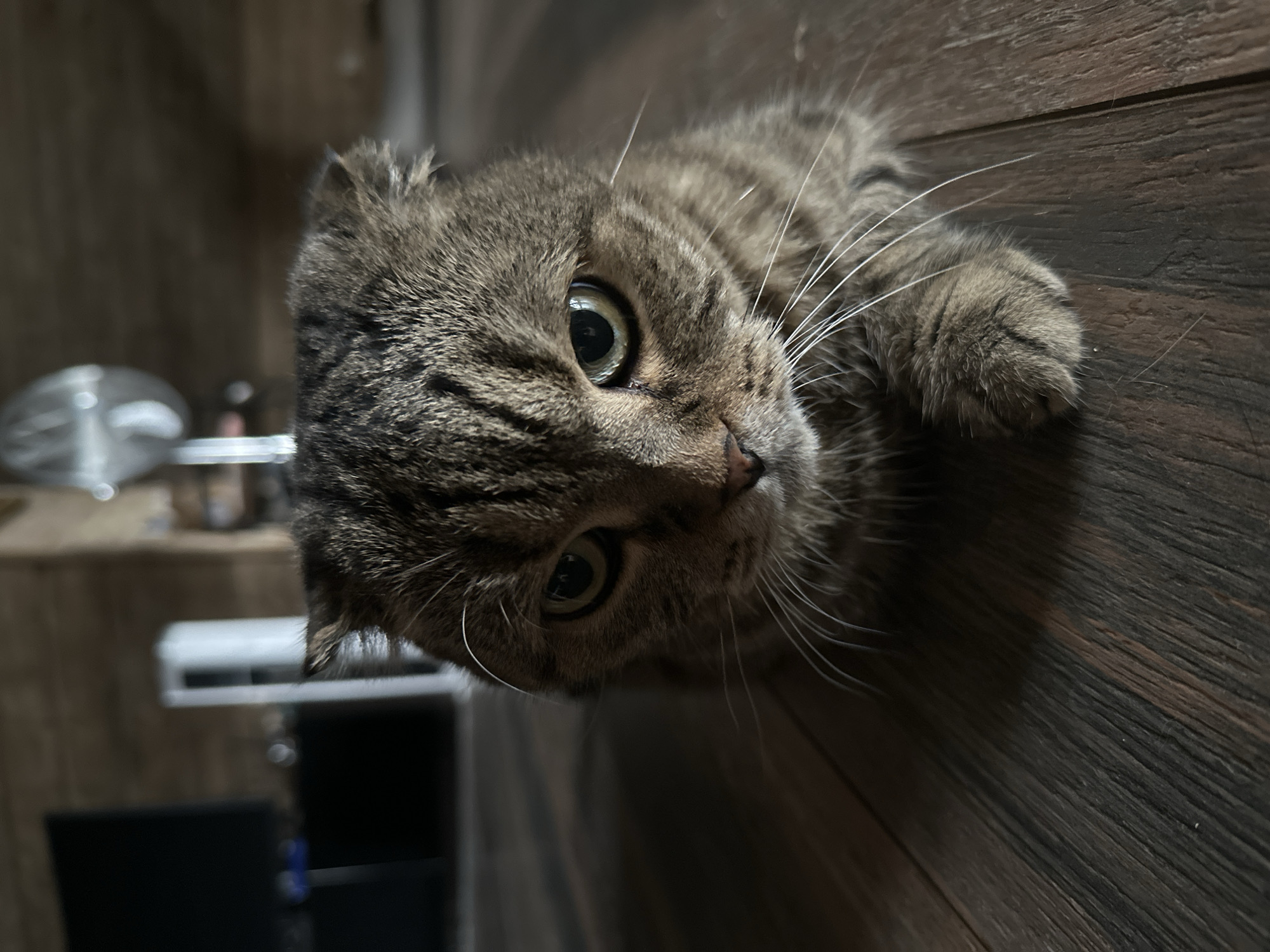 A brown tabby Scottish Fold cat is lying on a dark wooden floor. The cat is looking directly at the camera with a stern expression. Its ears are folded down, and its eyes are partially closed. The cat's fur is a mix of brown, black, and gray stripes. The background is out of focus, but appears to be a room with wooden walls and a television on the left. There is also a fan visible in the background. The image is taken from a low angle, emphasizing the cat's presence. There is no information available about the location being in Ozerki, Russia.