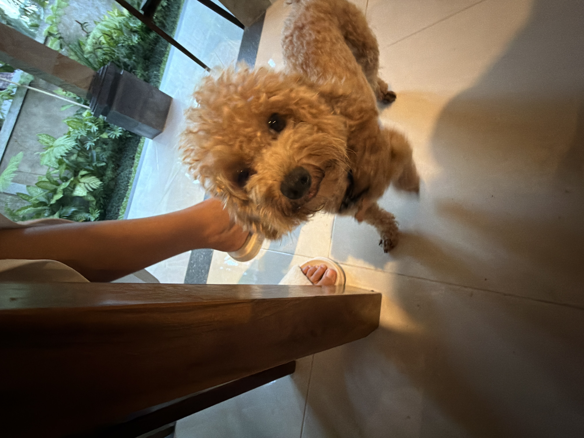 A medium-sized, brown poodle stands on light-colored tile flooring, looking up toward the camera. The dog is positioned in the upper left-center of the frame. A person's arm, wearing a white sleeve, extends from the lower-left toward the dog. Their feet, in white sandals, are visible in the center. A dark wooden table occupies the lower-left portion of the image. The background features a window with greenery visible outside. The location is likely Kedewatan, Indonesia.