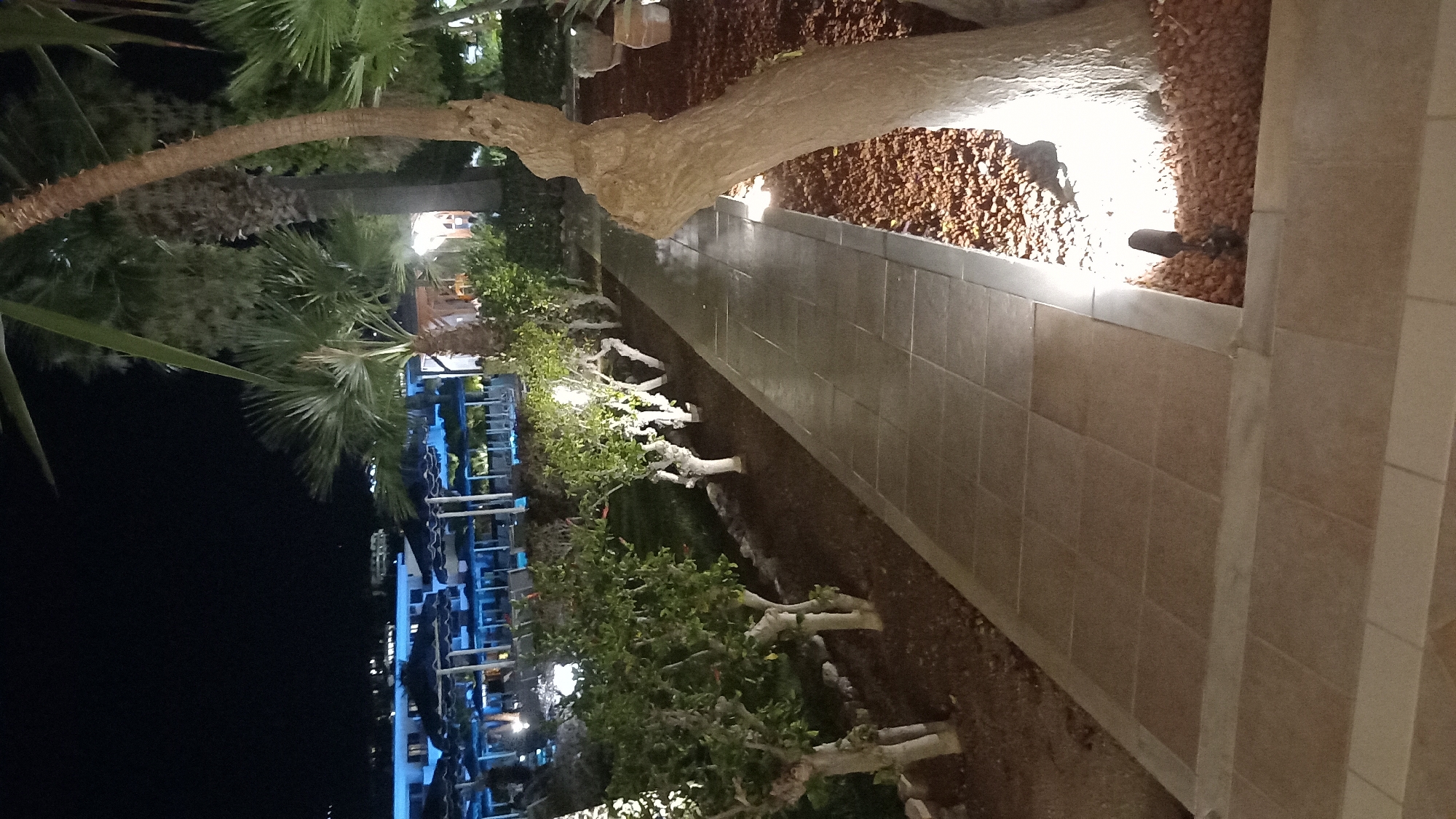The image depicts a nighttime view of a well-maintained garden pathway leading towards a resort or hotel complex in Kos, Greece. The pathway is paved with rectangular tiles and is illuminated by strategically placed ground lights, casting warm pools of light. To the left of the pathway, a row of small, meticulously pruned trees with white, twisted trunks lines the path. Beyond the trees, a glimpse of a swimming pool area is visible, with lounge chairs and umbrellas illuminated by blue lights, suggesting a lively resort atmosphere. Palm trees are prominent in the foreground and background, adding to the tropical ambiance. The overall scene conveys a sense of evening relaxation and leisure in a resort setting.