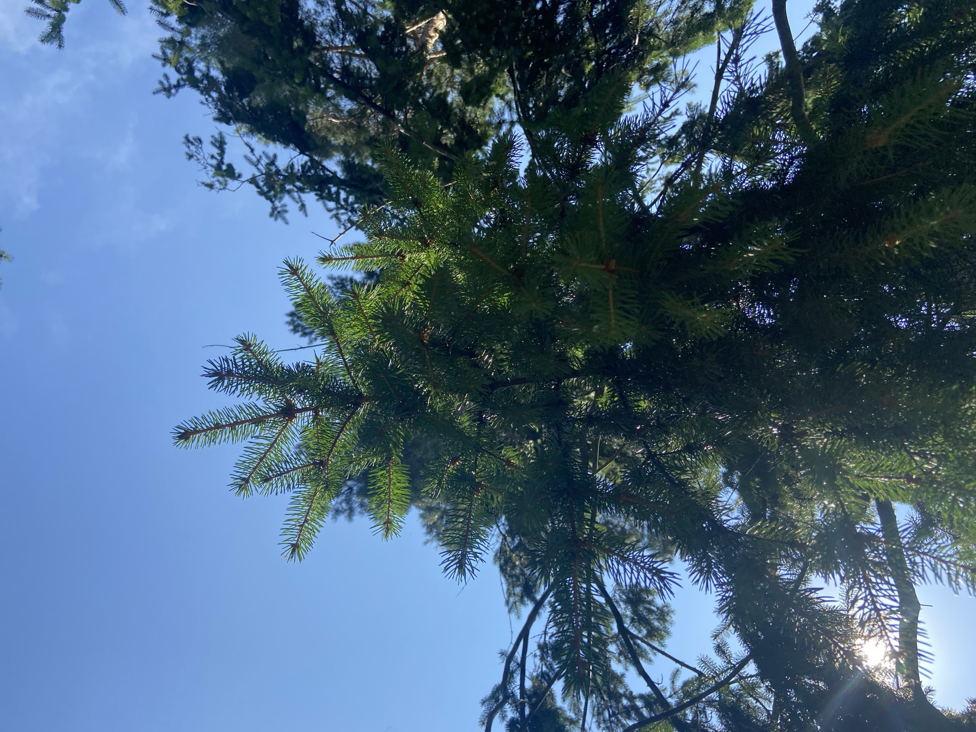 The image is a low-angle shot of evergreen tree branches against a bright blue sky. The sun is shining through the branches, creating lens flare in the lower left portion of the image. The branches are dense and covered in needles. The sky is clear with a few faint clouds visible. The scene appears to be outdoors in a natural setting, possibly a park or forest. There are no people or man-made objects visible in the image. The location is identified as Balashikha, Russia.