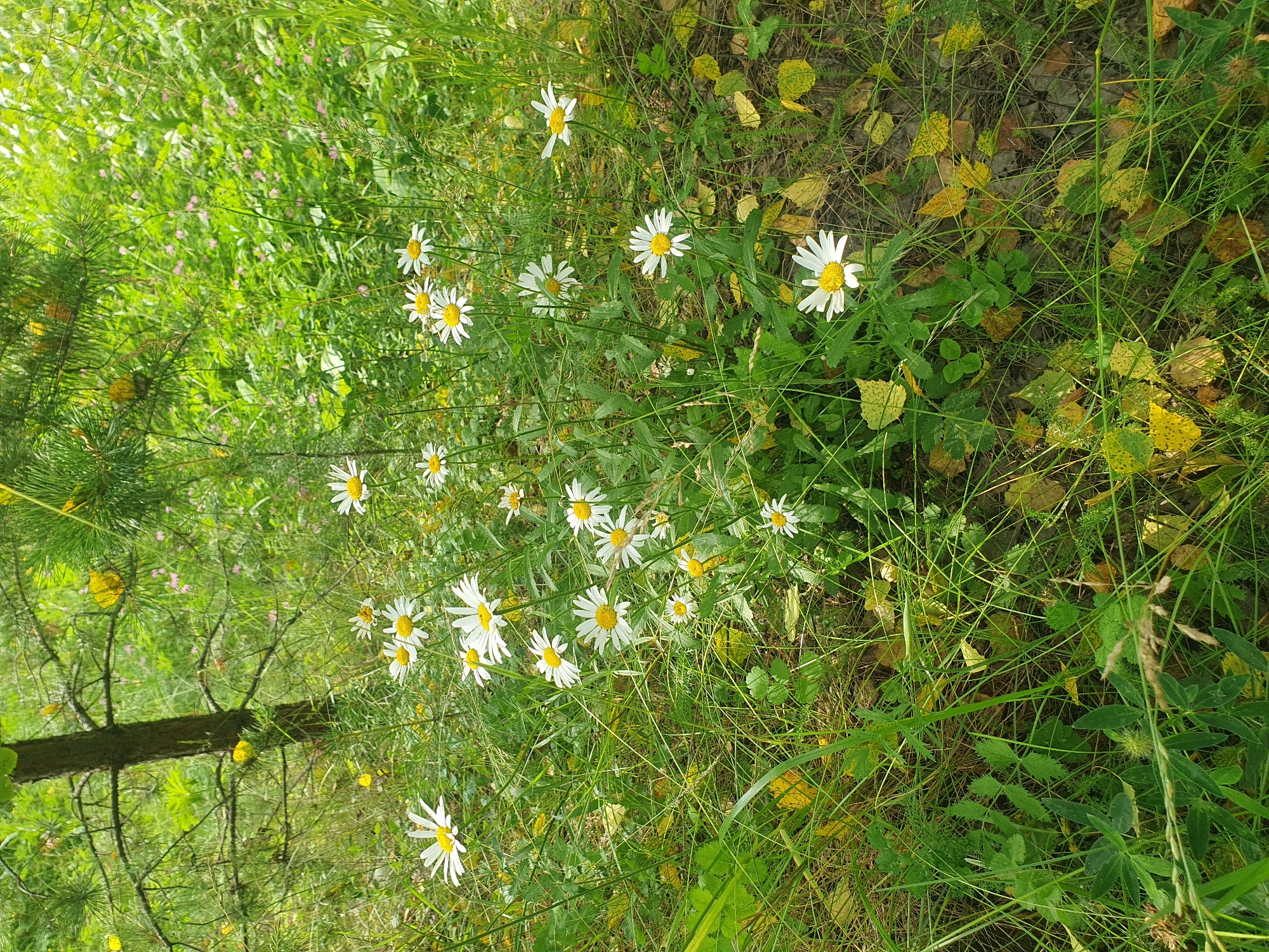 This is a photograph of a field of daisies in the city of Mukhametovo, Russia. The daisies are white with yellow centers and are surrounded by green grass and some fallen yellow leaves. There is a thin tree trunk in the background with pine branches overhead. The scene appears to be in a natural outdoor setting, possibly a meadow or a wooded area. There are no people or animals visible in the image.