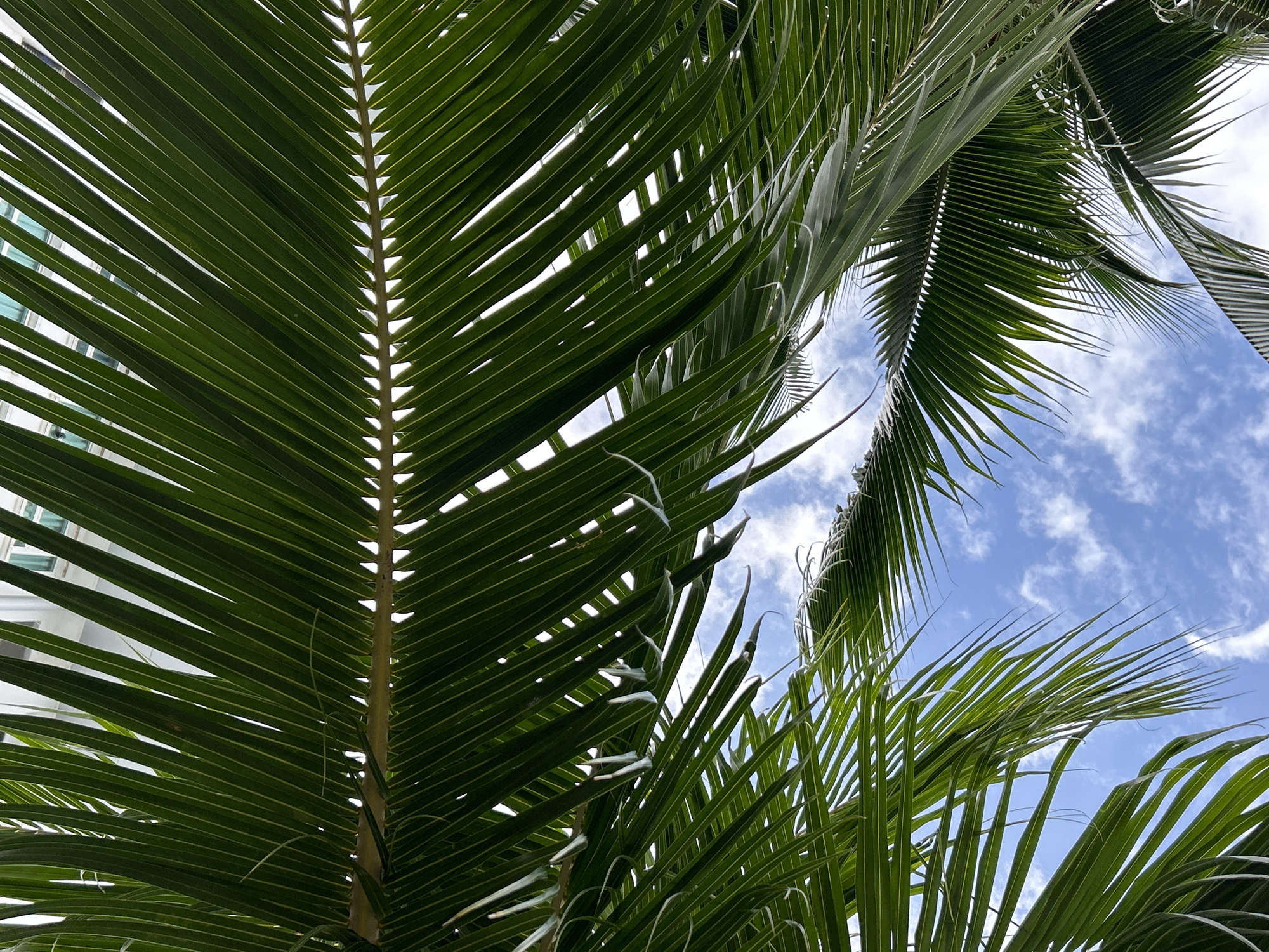 The image shows a low-angle view looking up through lush green palm fronds towards a bright blue sky dotted with fluffy white clouds. The palm leaves are dense and layered, with sunlight filtering through the gaps, creating a dappled effect. In the upper portion of the image, a portion of a building with white and green vertical elements is visible, suggesting an urban or resort setting. The overall impression is one of tropical tranquility, with the palm leaves framing the sky. The location is specified as Kathu, Thailand.