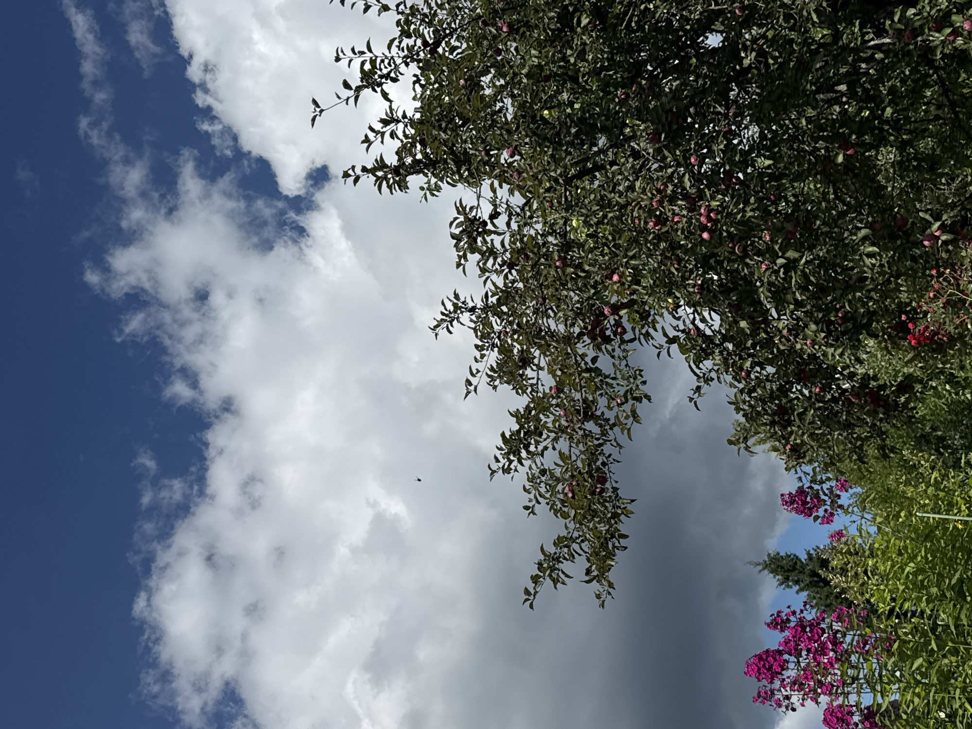 The image depicts a garden scene with a focus on flora and the sky. In the foreground, several stalks of bright pink phlox flowers are visible on the left, interspersed with green foliage. To the right, a lush, fruit-bearing tree, possibly an apple tree, dominates the mid-ground, laden with numerous small, dark red fruits. The tree's branches are dense with dark green leaves. In the background, a tall, dark green evergreen tree stands between the phlox and the fruit tree. The sky above is a mix of deep blue and voluminous white clouds, with a darker, more ominous cloud formation visible towards the left side of the frame. A small, dark object, possibly an insect or a distant bird, is visible in the sky above the fruit tree. The setting appears to be a rural or semi-rural garden, consistent with a dacha or allotment garden in a location like Красная Пресня Снт, Russia.