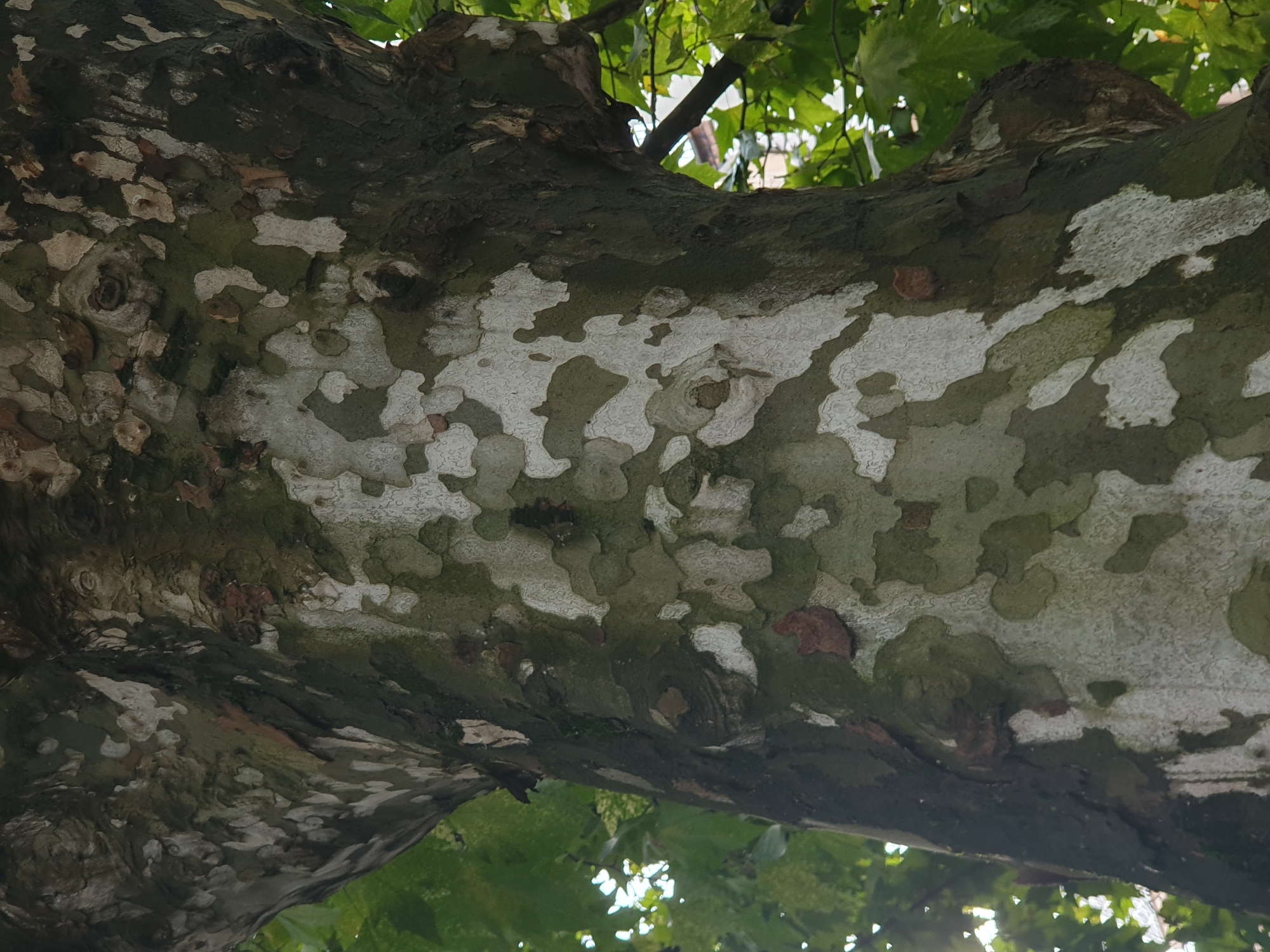 The image shows the trunk of a large tree with distinctive mottled bark. The bark is a mosaic of green, gray, and white patches, with some darker brown areas that appear to be shedding or peeling. There are also some small knots and imperfections visible on the surface of the bark. The tree is surrounded by lush green foliage, suggesting it is outdoors in a park or natural setting. The overall lighting suggests it is daytime. The image is a close-up view of the tree trunk, emphasizing the texture and pattern of the bark. This tree appears to be located in Batumi, Georgia, a city known for its botanical gardens and parks.