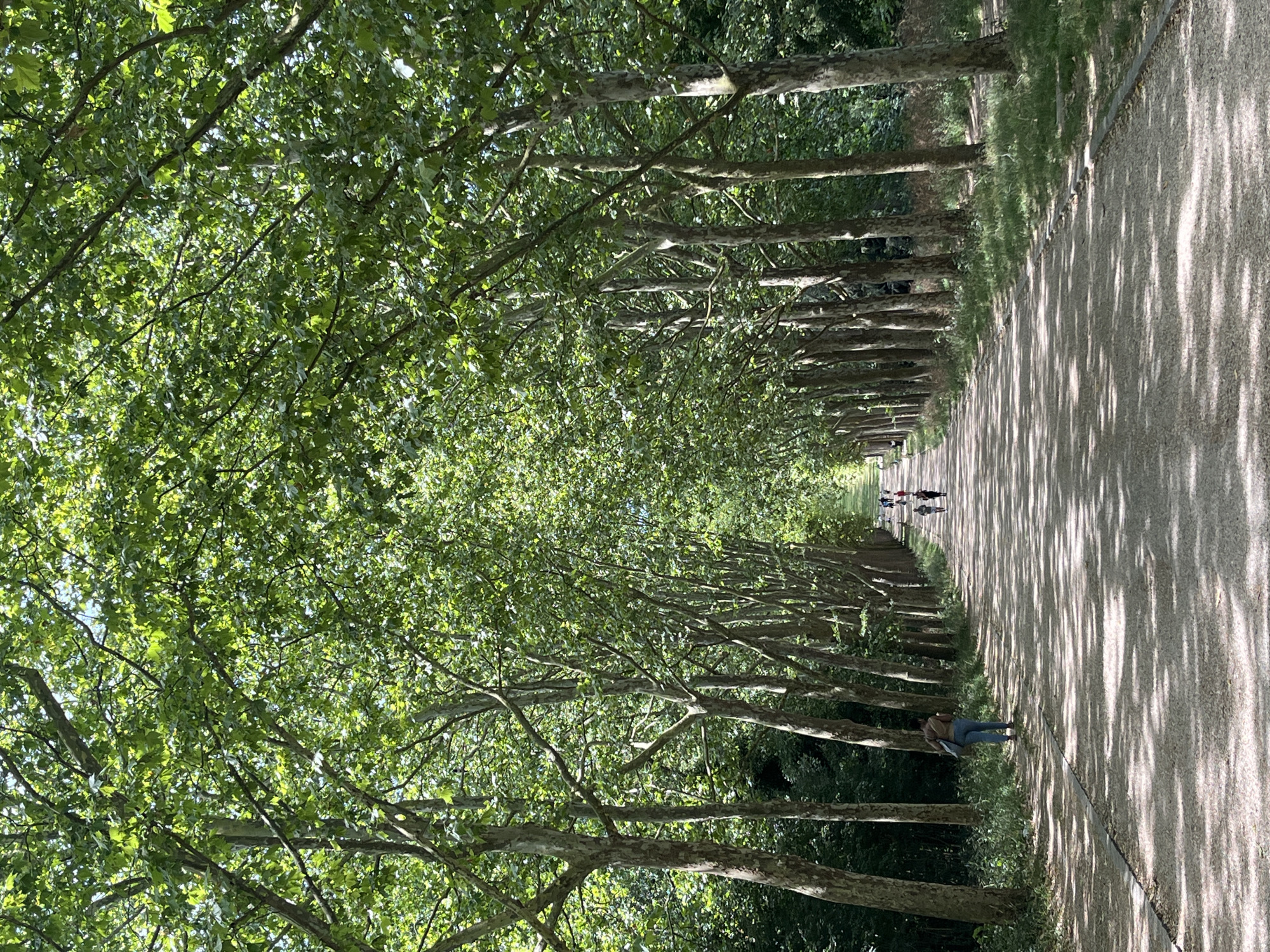 An eye-level, medium shot captures a sun-dappled tree-lined path in Antony, France. Tall trees with lush green foliage form a canopy overhead, casting intricate shadows across the gravel pathway. Several people are visible walking along the path, some from behind, others from the side. The path recedes into the distance, suggesting a park or a long avenue. The scene is peaceful and serene, with the natural beauty of the trees and the gentle sunlight creating a calming atmosphere.