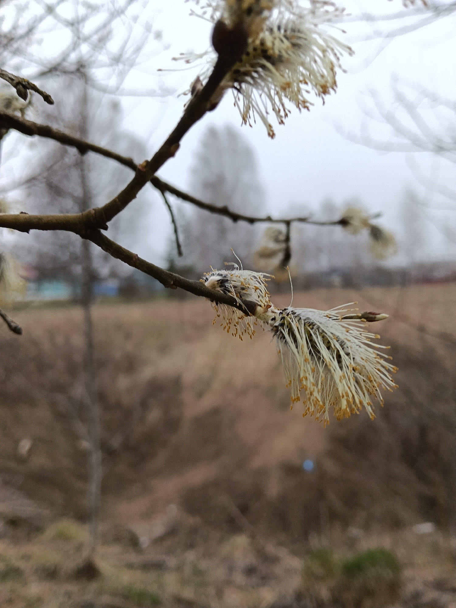 In a close-up, low-angle shot taken in Красный Маяк, Russia, a brown tree branch is the primary subject, bearing fully opened catkins with white, feathery filaments tipped with yellow anthers. The background is blurred, showing a field with brown and dried vegetation. Further back, indistinct trees and a light-colored building with a blue element are visible. The sky is overcast. No people are visible.