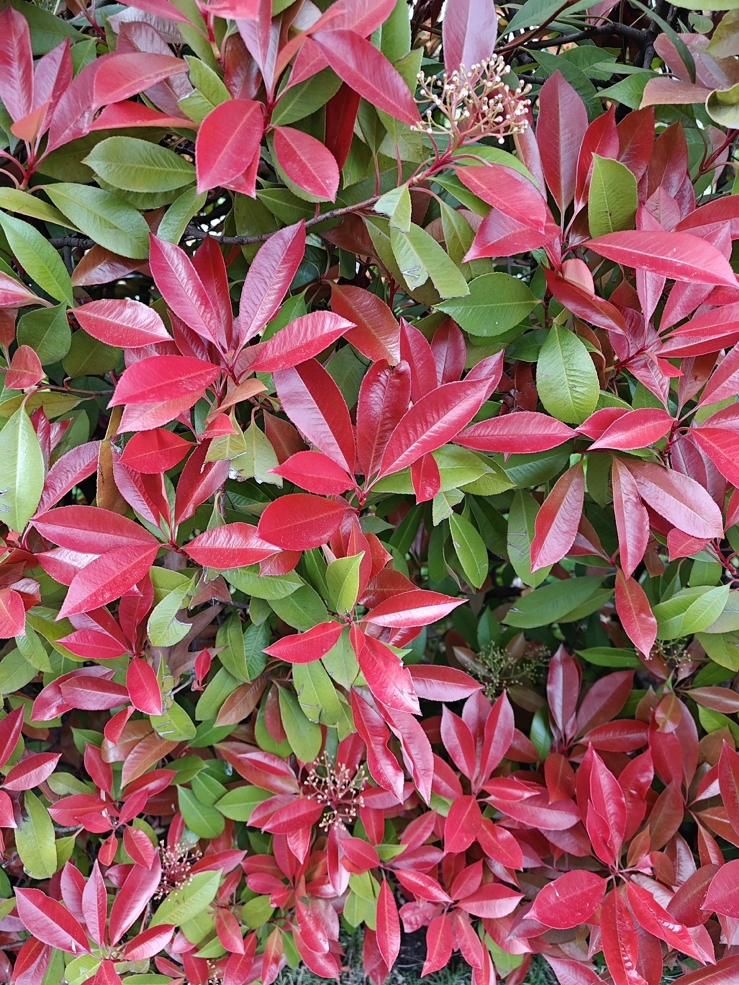 The media file presents a vibrant, full-frame close-up of a plant's foliage, showcasing a striking contrast between bright red and deep green leaves. The image is densely packed with leaves, creating an intricate natural pattern.
Many of the leaves are a brilliant, almost fiery red, particularly the younger growth and leaves positioned towards the upper and outer parts of the plant. These red leaves are elongated with pointed tips, appearing smooth and somewhat glossy. Interspersed among them, and often serving as a backdrop, are mature leaves of a rich, dark green. Some leaves exhibit transitional colors, including shades of reddish-brown and bronze, indicating various stages of growth or seasonal changes.
Small clusters of undeveloped, cream-colored or off-white flower buds are visible in several sections, emerging from reddish stems. These delicate buds suggest that the plant is either in the early stages of blooming or has recently bloomed. The plant appears to be an evergreen shrub, likely a species known for its colorful new foliage, such as Photinia x fraseri or Pieris japonica.
The lighting is natural and even, suggesting an outdoor setting during the daytime, possibly under soft or overcast light, as there are no harsh shadows. The focus is entirely on the plant, with no visible human subjects, animals, or man-made objects. The image conveys a sense of lushness and the vivid beauty of natural coloration. This plant is located in Tbilisi, Georgia. There is no visible text in the media file.