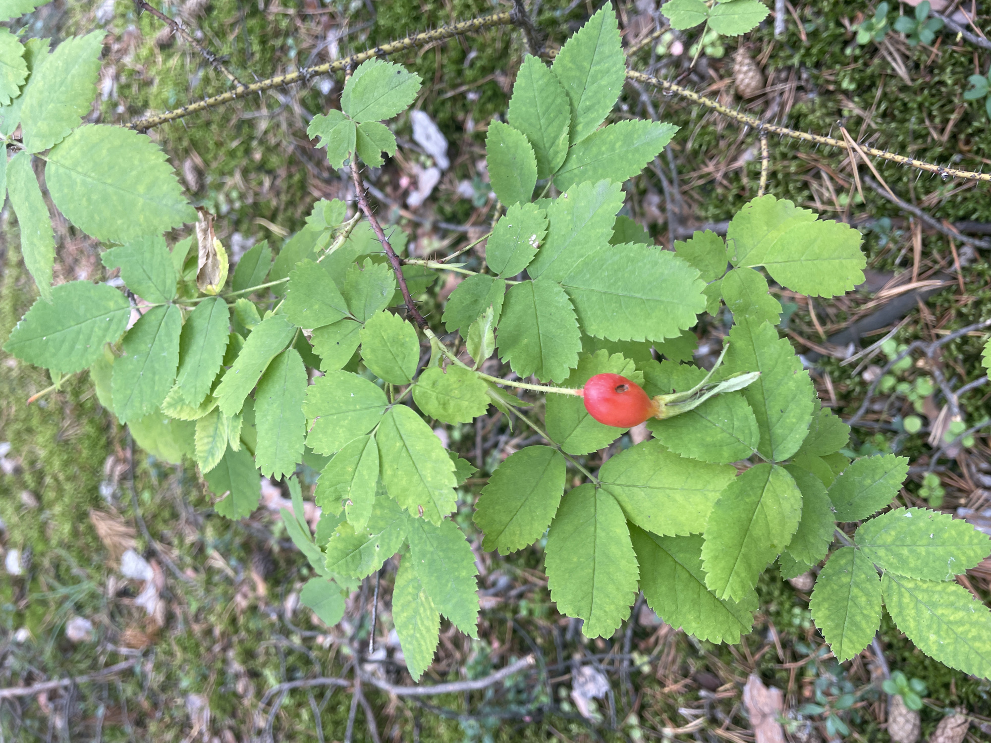 An overhead shot captures a thorny branch of a rosehip bush with vibrant green leaves and a single ripe, red rosehip. The rosehip is oval-shaped with a small hole on its side and a dried green calyx. The thorny stem is visible, covered in sharp, reddish-brown prickles. The background consists of a forest floor carpeted with moss, pine needles, dry leaves, and small twigs. The scene is located in Barsovo, Russia.