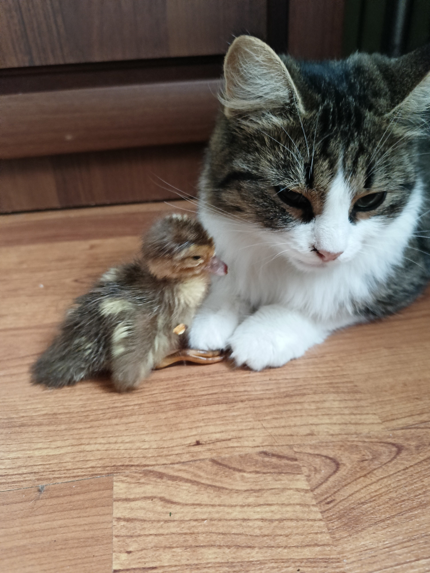 In Lagovskoe, Russia, a domestic tabby and white cat rests on a wooden floor, looking down at a small, fluffy duckling. The duckling, mostly brown with yellow markings, is positioned to the left of the cat, its head turned slightly away from the viewer. The cat's front paws are resting near the duckling. The background consists of a wooden surface, likely a cabinet or furniture. The lighting suggests an indoor environment.