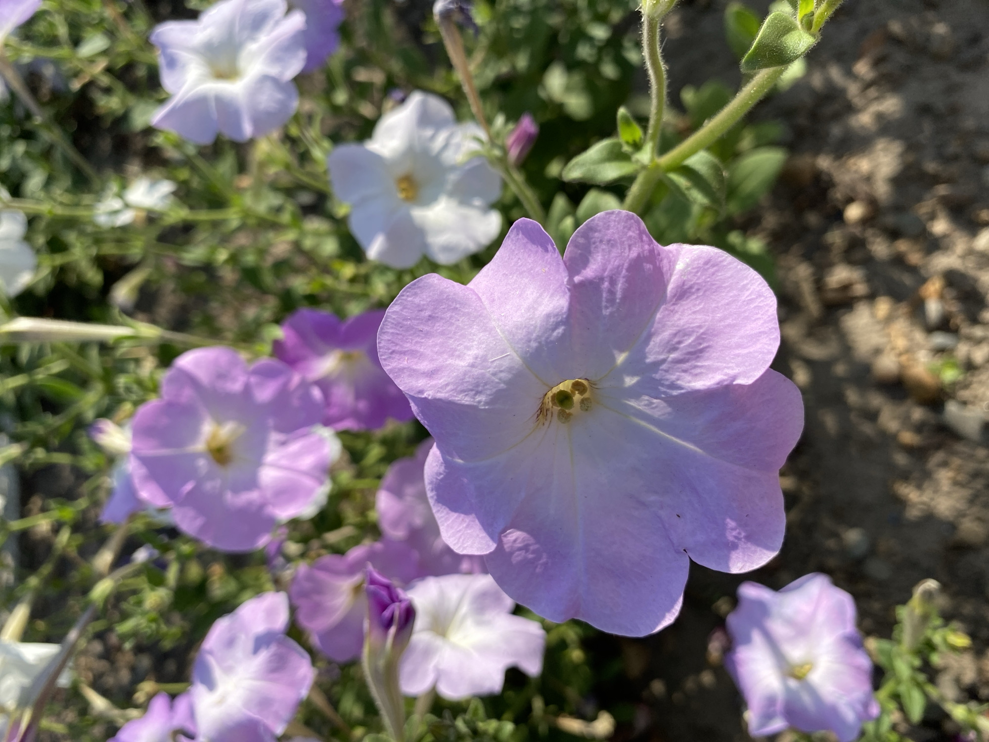 The image shows a close-up of light purple petunias in bloom. The flowers are the primary focus, with soft petals and visible stamens in the center. Some white petunias are also present in the background, slightly out of focus. The surrounding environment appears to be a garden bed with soil and green foliage. The lighting suggests it is daytime, likely with bright sunlight casting shadows. There are no people or animals visible in the image. The scene is a natural outdoor setting, likely a garden or park within Ventsy, Russia.