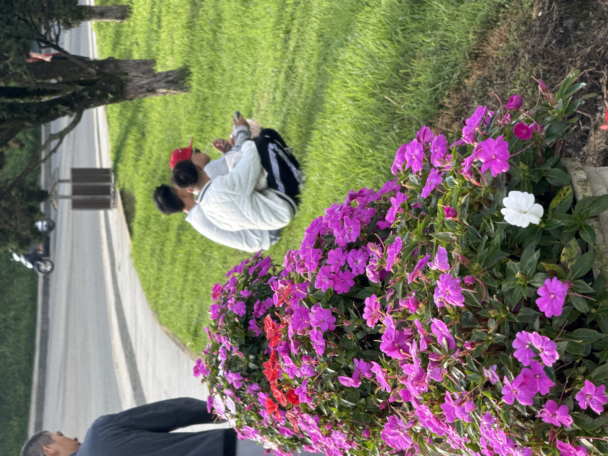 The image depicts a group of three young men in Da Lat, Vietnam, situated on a grassy embankment next to a paved walkway. In the foreground, vibrant pink and red impatiens flowers bloom profusely in planters. One man, wearing a dark long-sleeved shirt, is partially visible on the left, walking away from the viewer. In the middle ground, two other men are crouched on the grass, facing away from the camera. The man on the left wears a white quilted jacket, while the man on the right sports a red baseball cap and a light-colored shirt. Both appear to be engaged with handheld devices, possibly phones. The background shows a paved road with a motorcycle in motion, a trash receptacle, and trees. The overall scene is characterized by lush greenery and blooming flowers, typical of Da Lat's landscape.