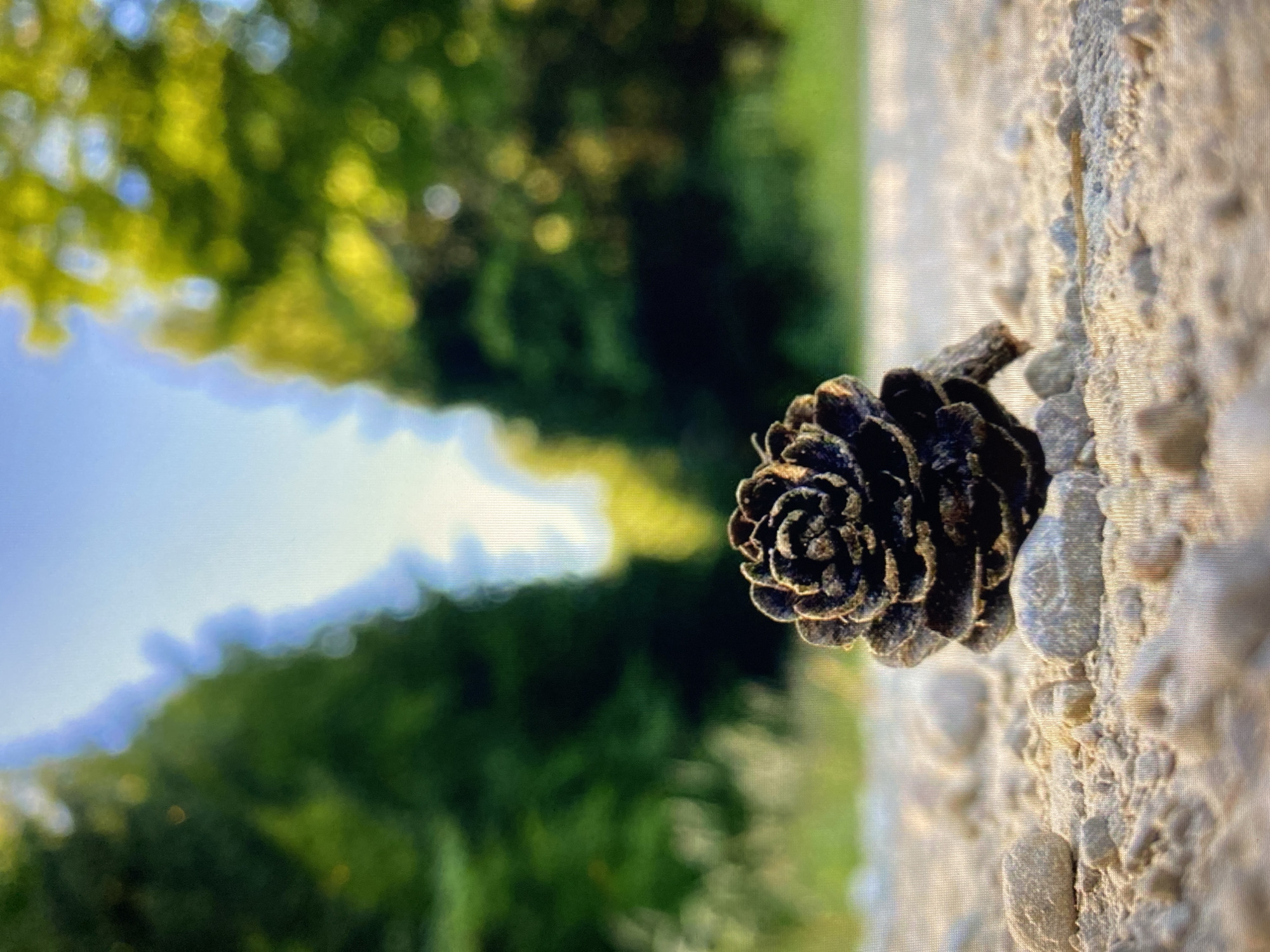 A close-up, low-angle shot features a pinecone resting on a gravel path. The pinecone is dark brown and detailed, with its scales clearly visible. The path is composed of small, light-colored stones and sand. In the blurred background, a tunnel-like opening is framed by tall, green trees, with a bright sky visible in the distance. The lighting suggests it is daytime, possibly late afternoon, given the warm tones. The scene is set in a natural, outdoor environment, consistent with a park or forest trail. There is no indication of the specific location within Purkersdorf, Austria, beyond it being a natural setting. No people or animals are present.